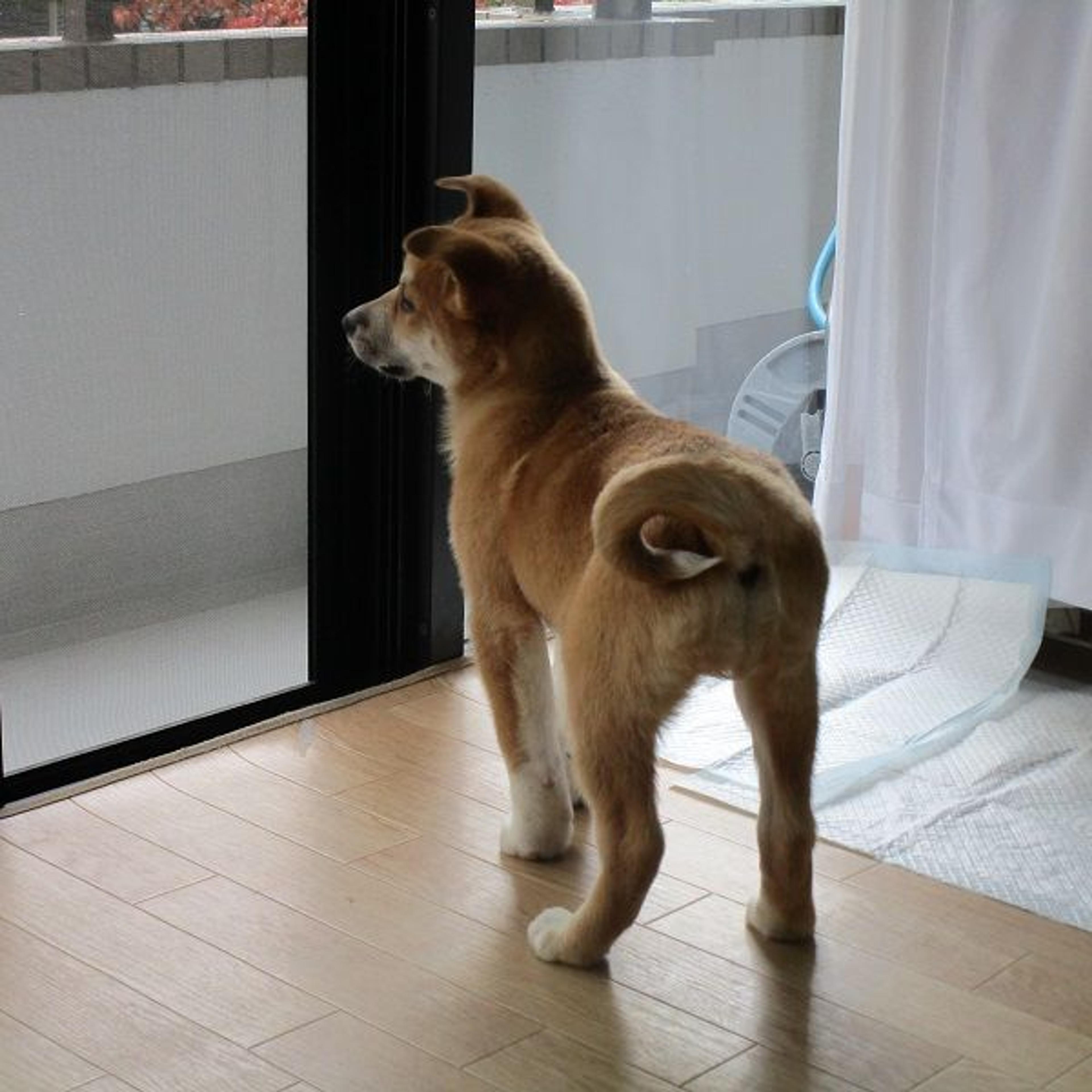 pet-image-6