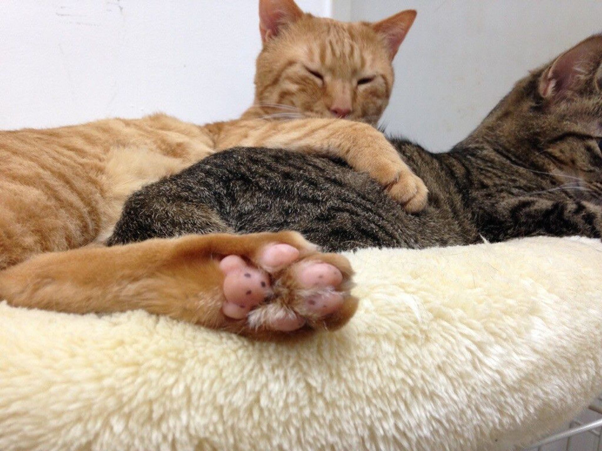 雑種（ミックス猫）・オスの里親募集の写真