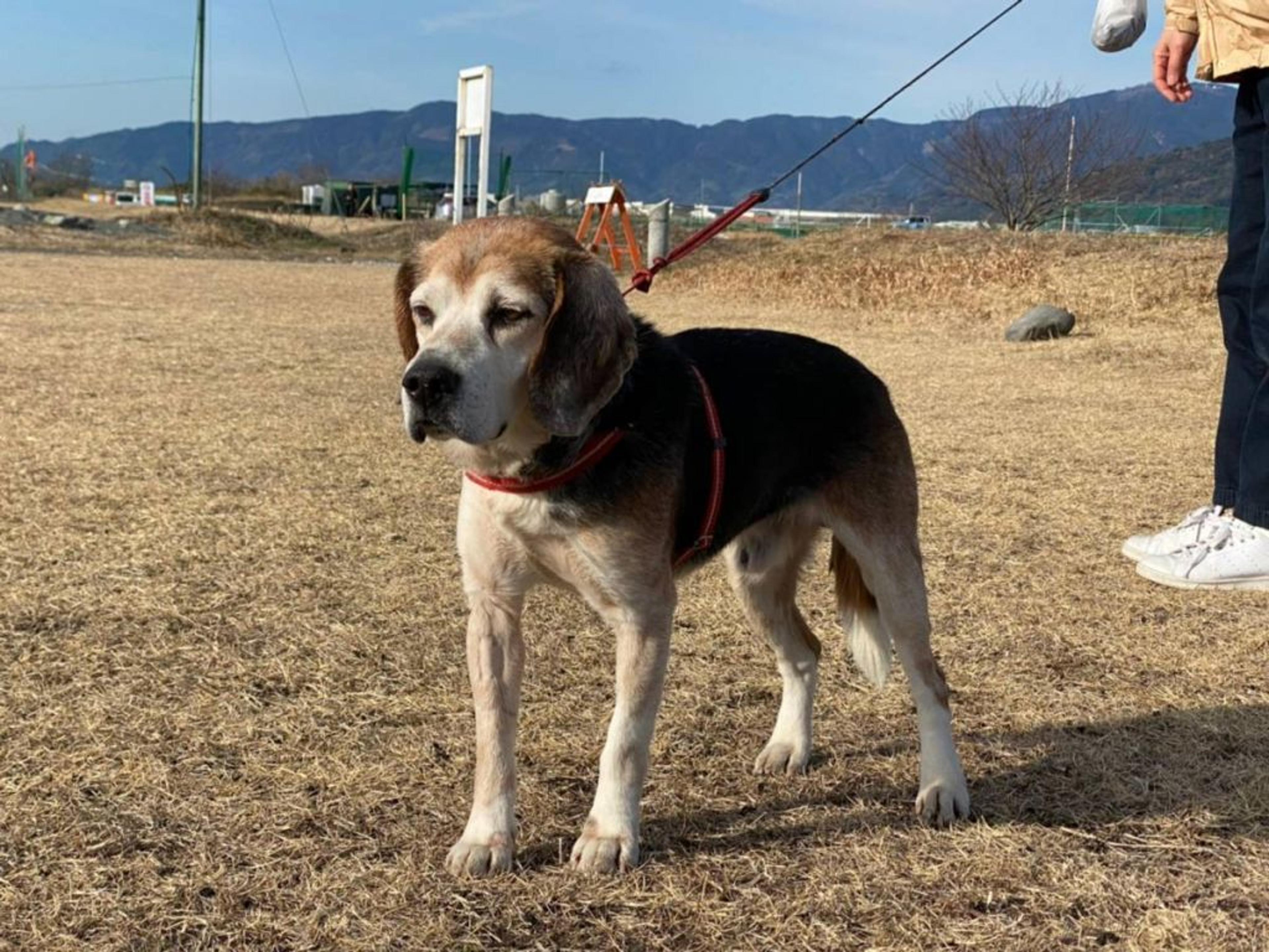 pet-image-6