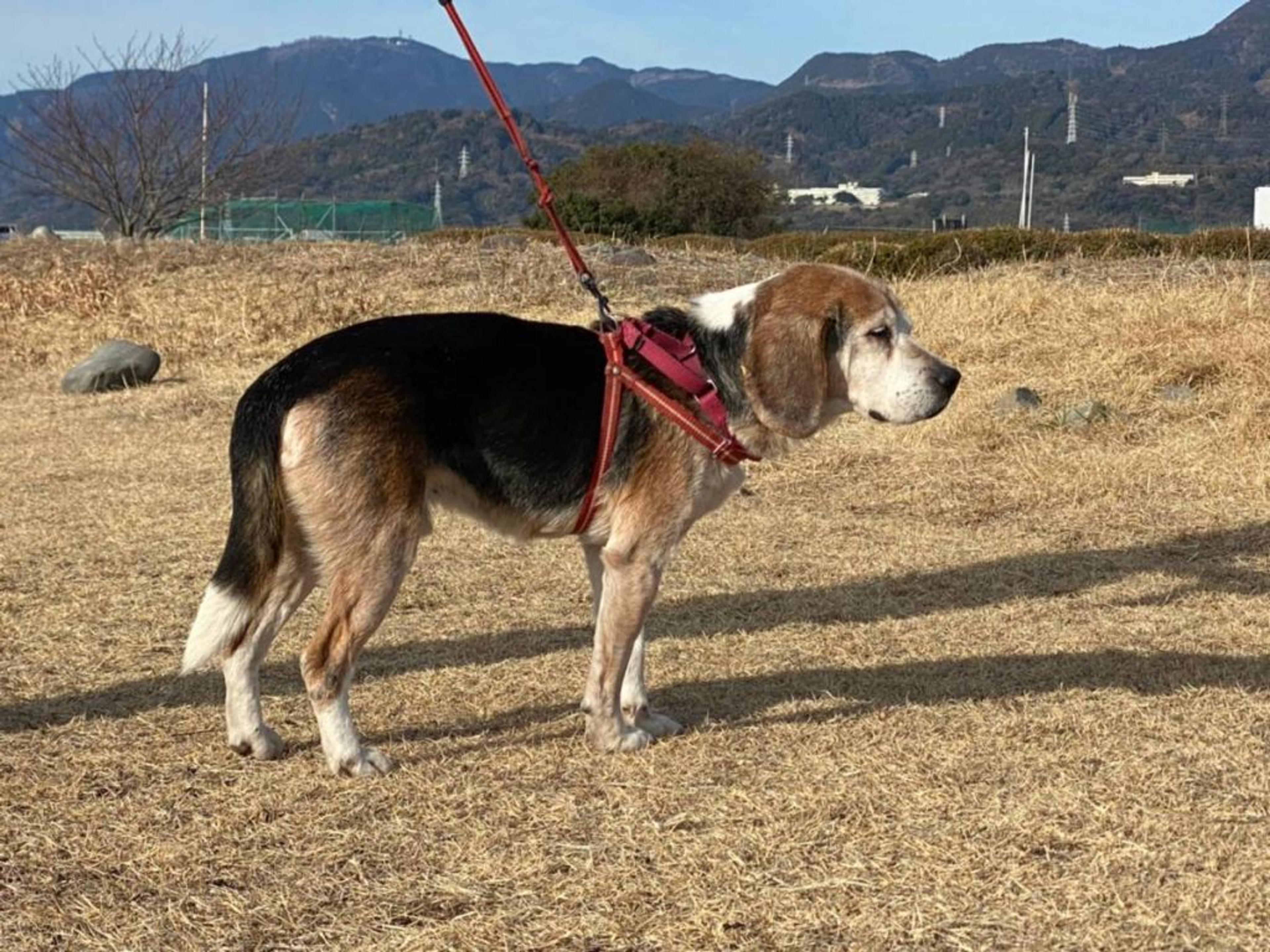 pet-image-8