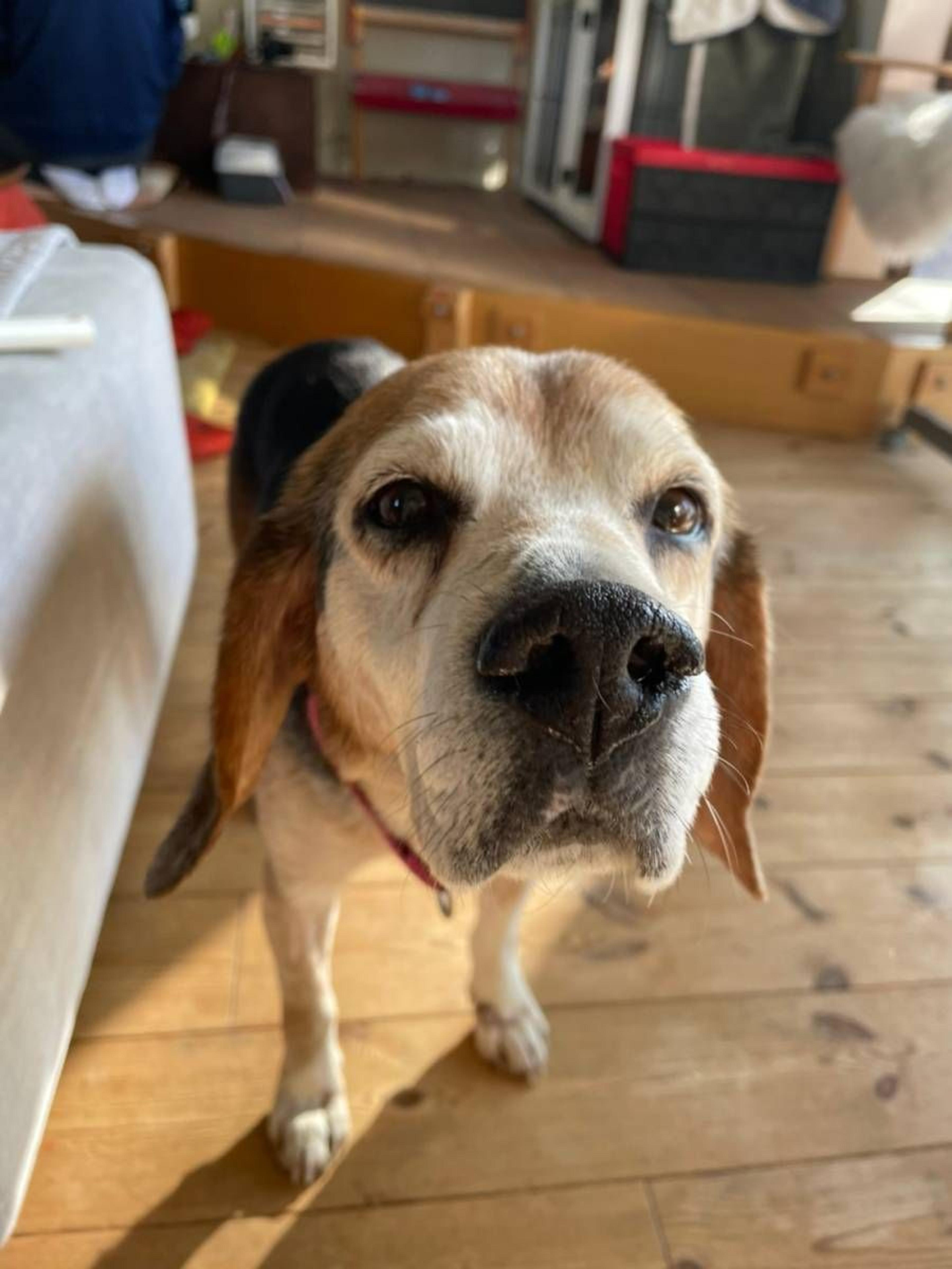 pet-image-9