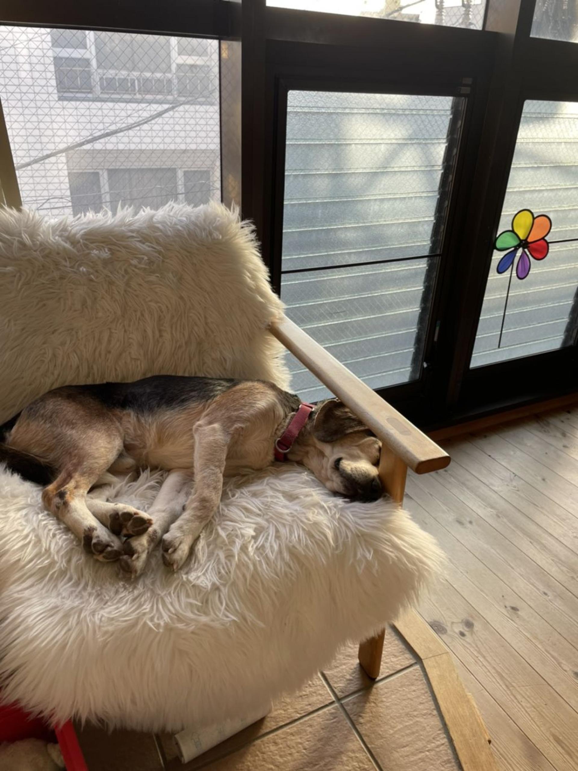 pet-image-4