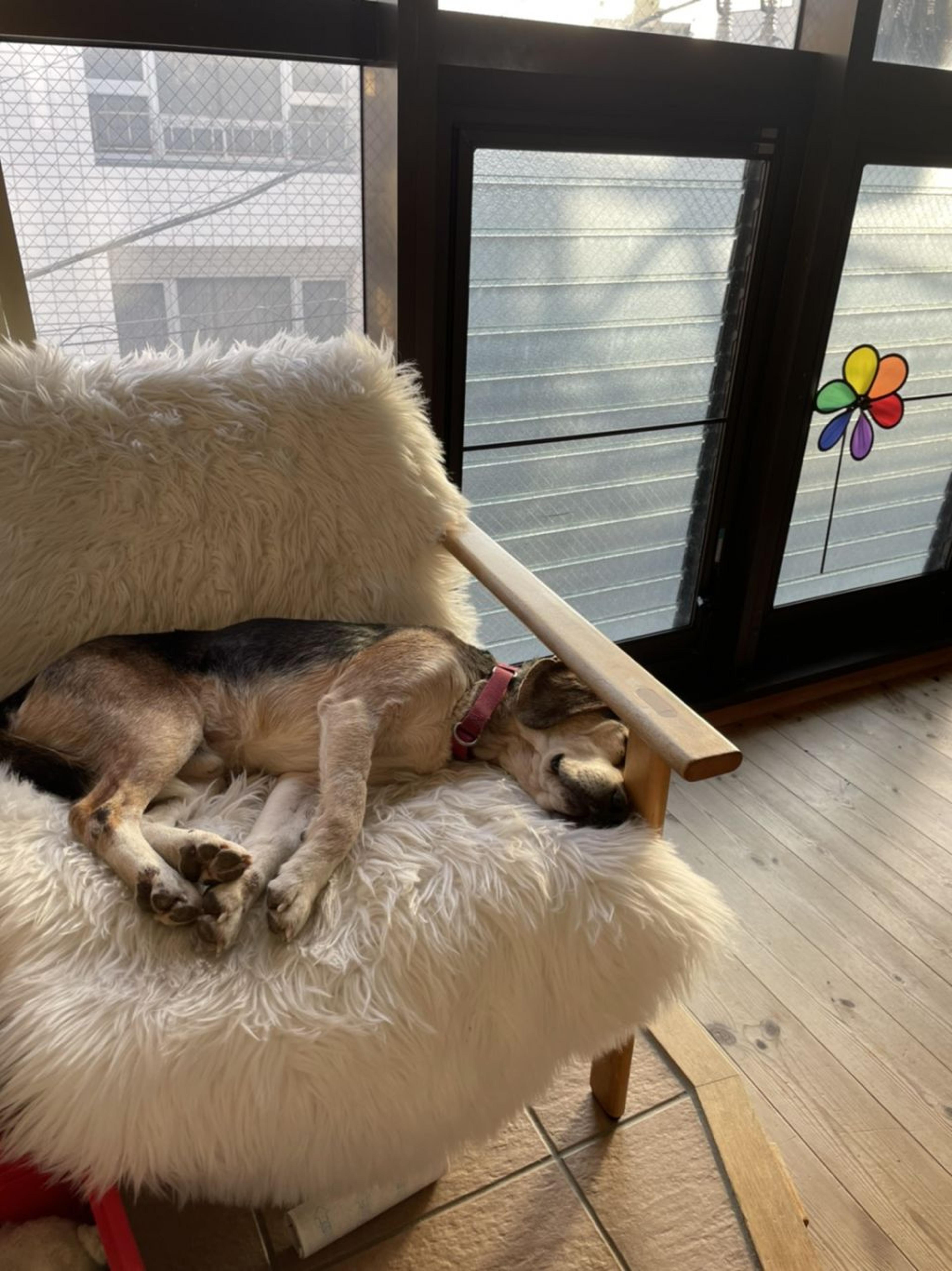pet-image-4