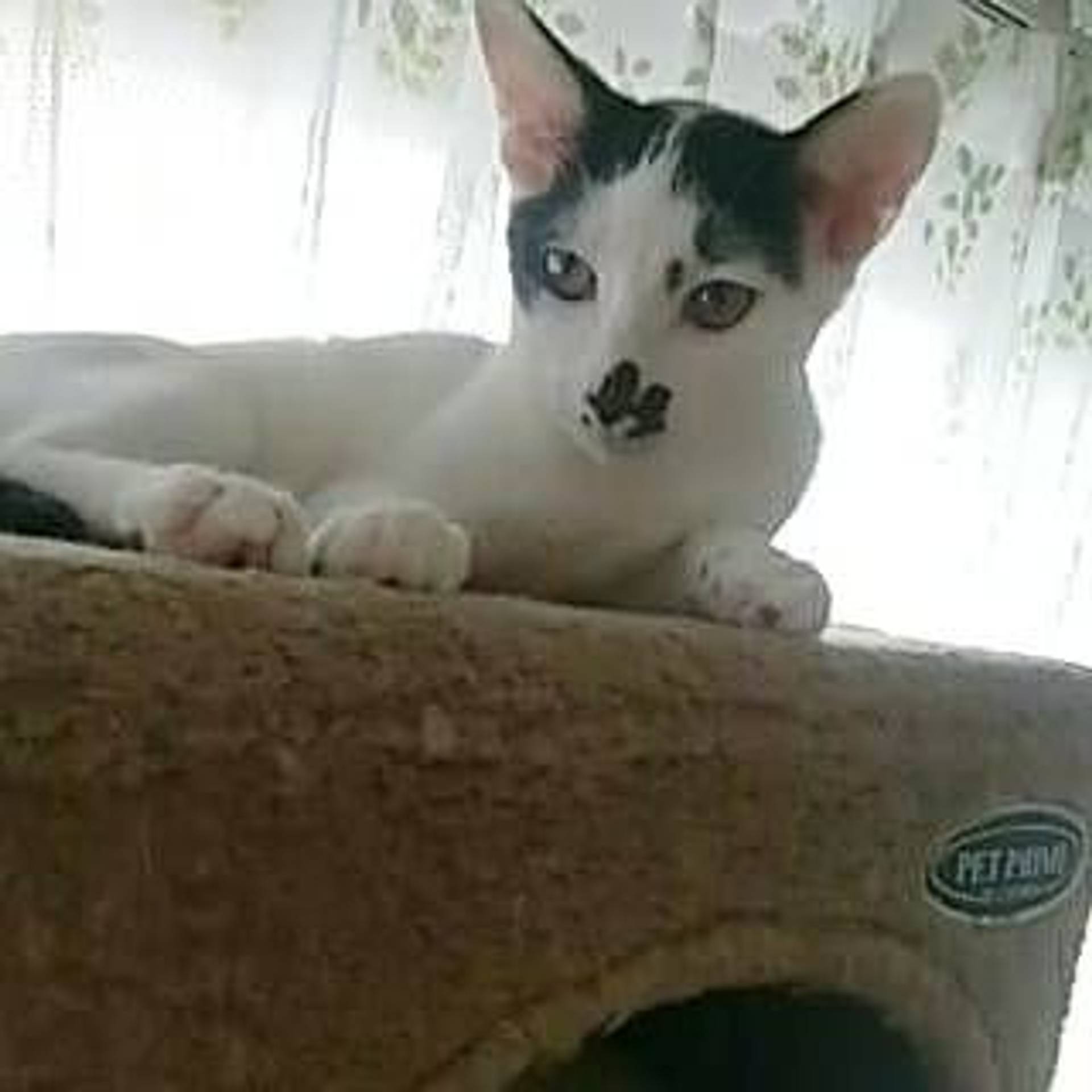 雑種（ミックス猫）・オスの里親募集の写真