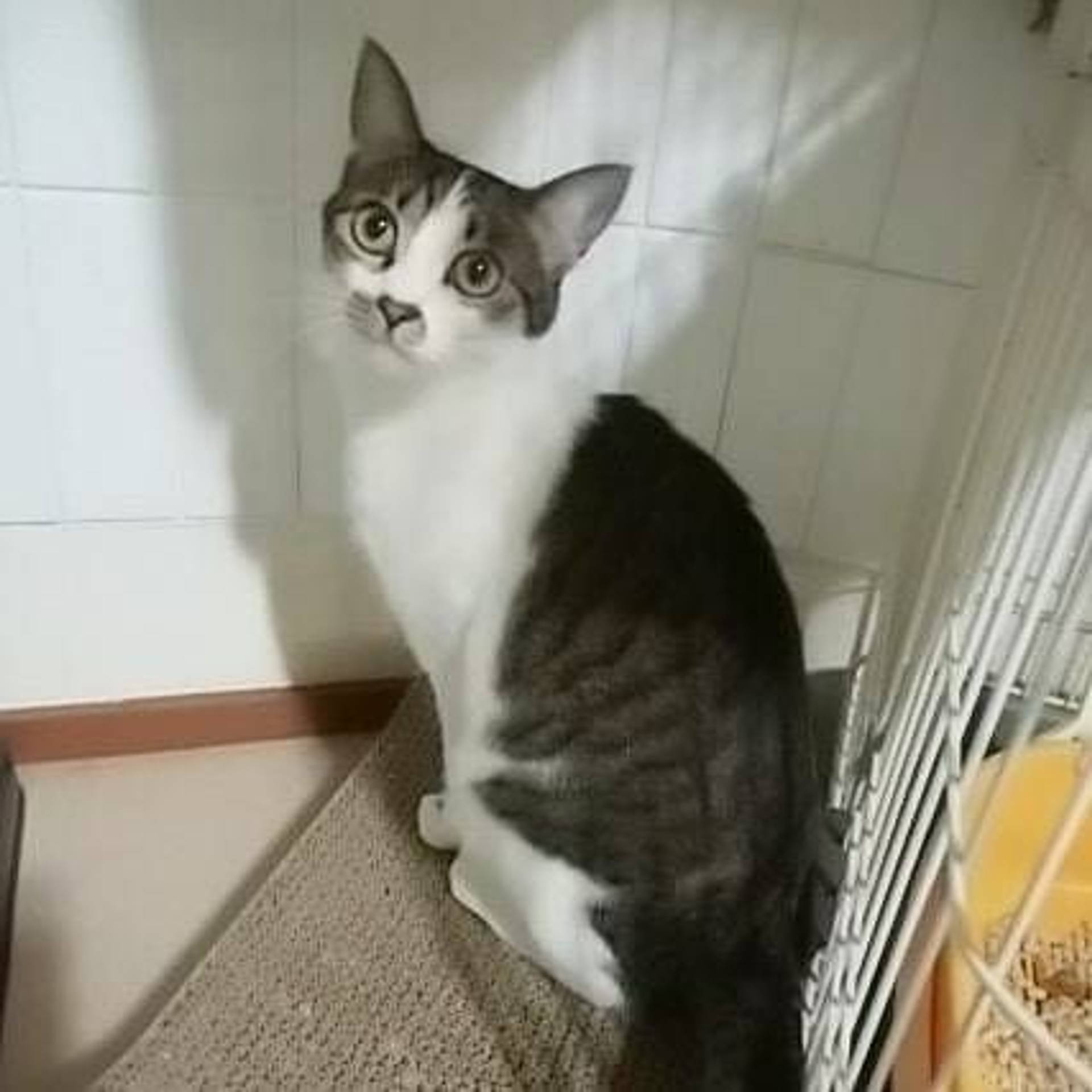 雑種（ミックス猫）・メスの里親募集の写真