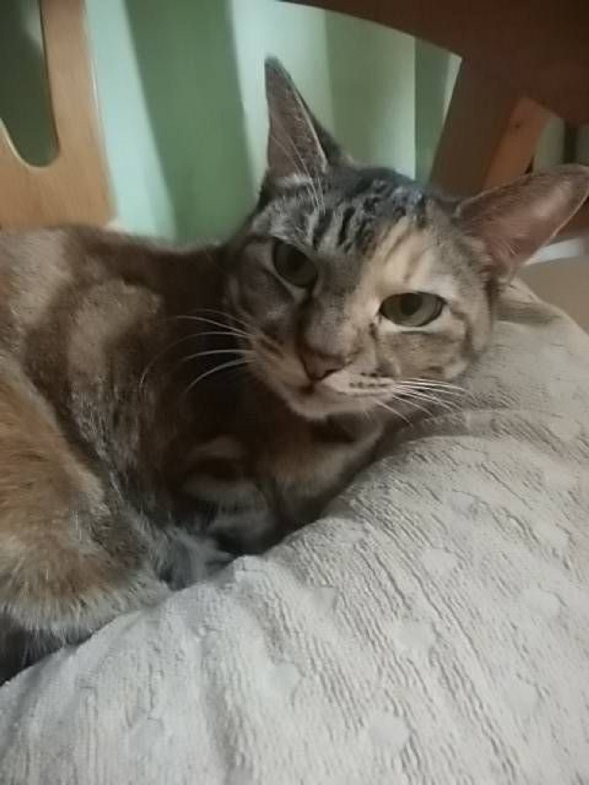 雑種（ミックス猫）・メスの里親募集の写真