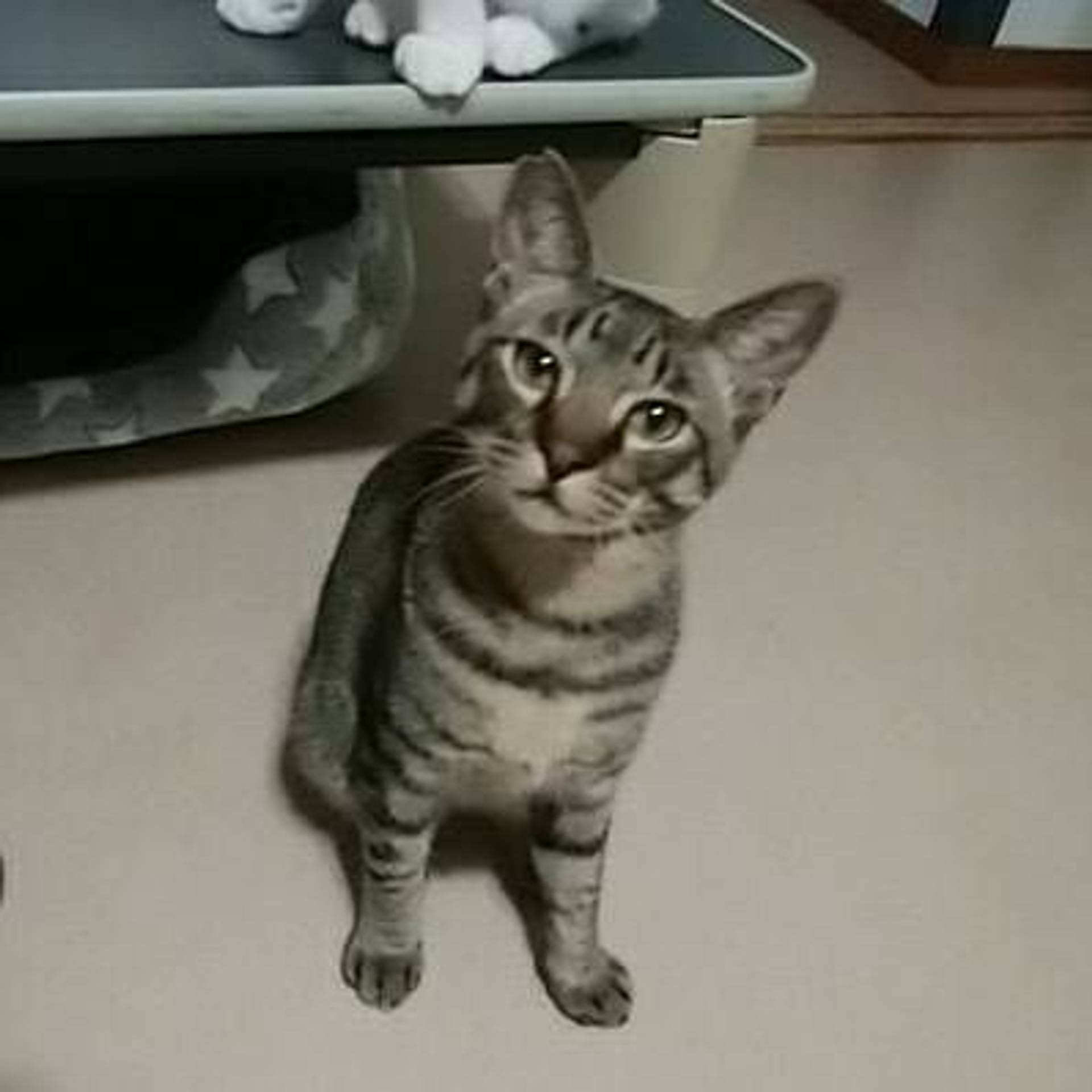 雑種（ミックス猫）・オスの里親募集の写真