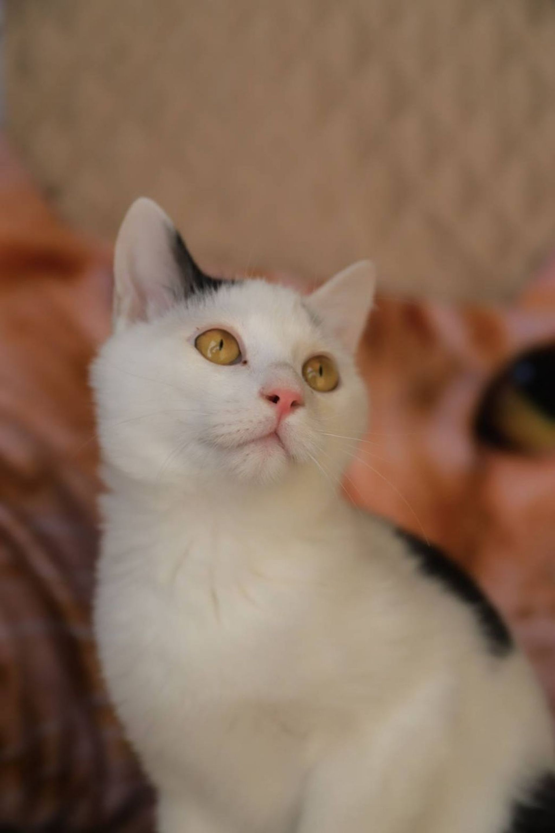 雑種（ミックス猫）・オスの里親募集の写真
