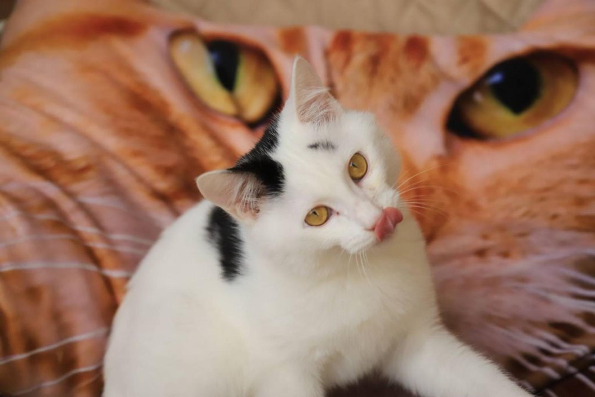 pet-image-2