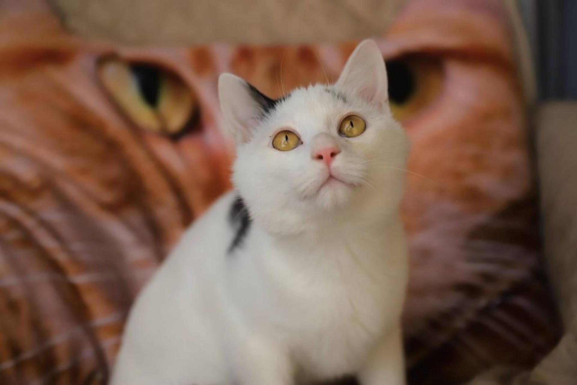 pet-image-4