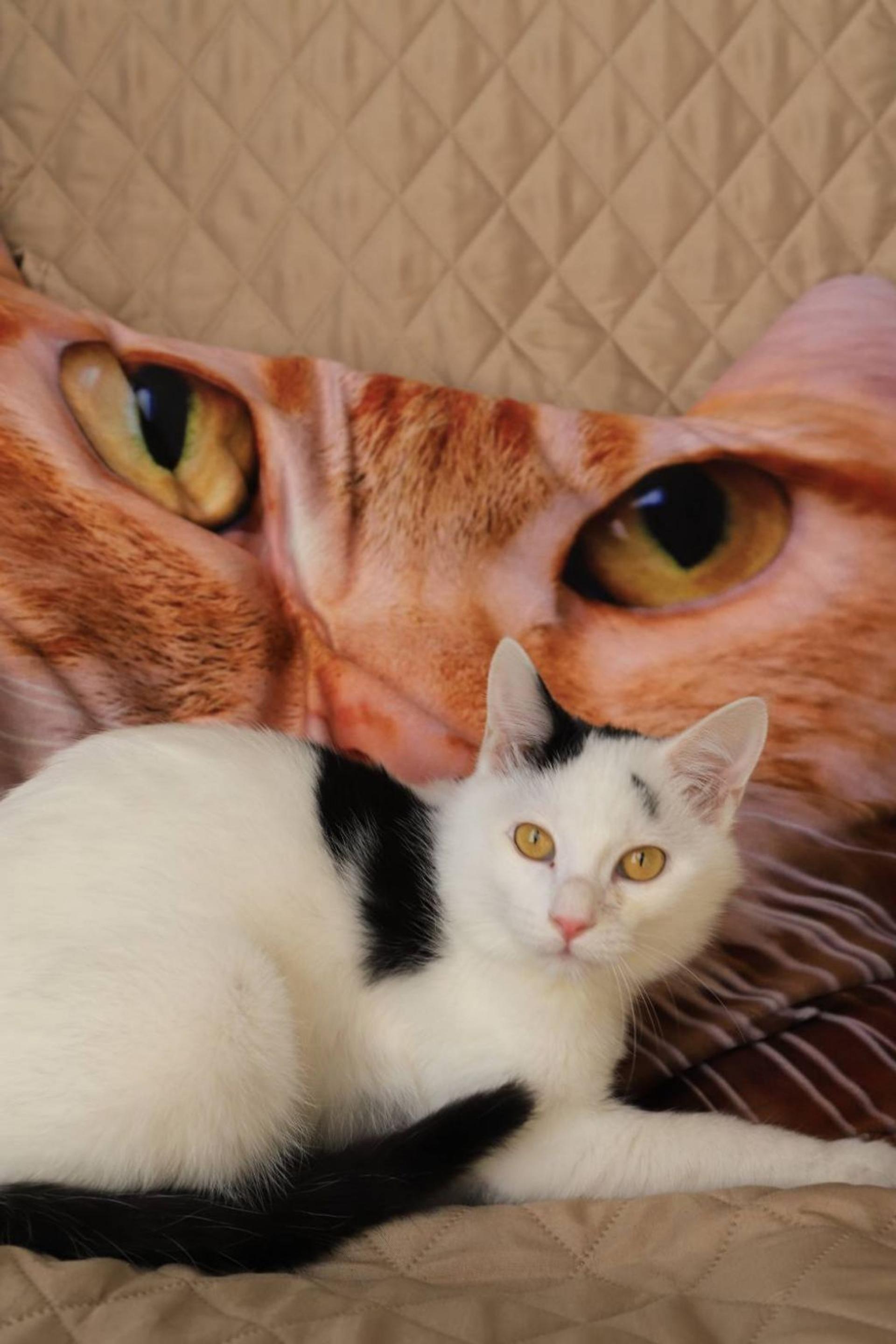 pet-image-6
