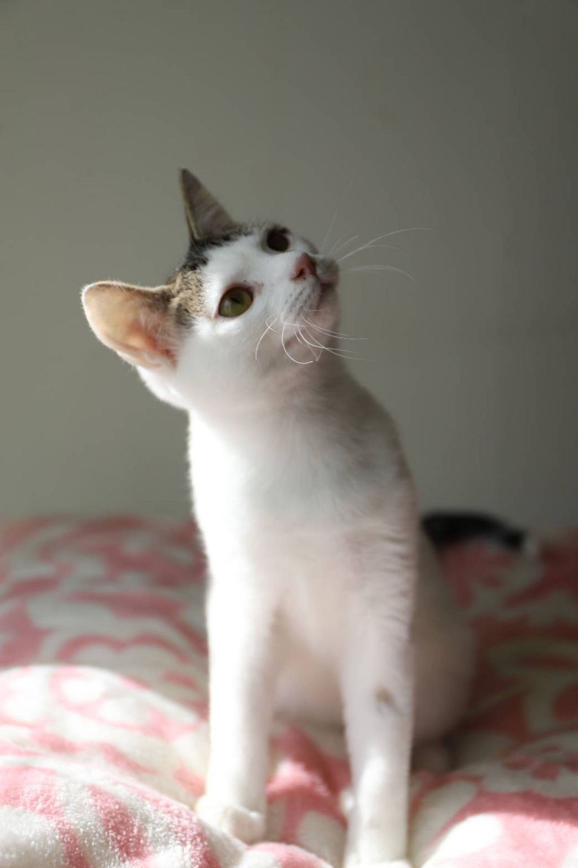 雑種（ミックス猫）・メスの里親募集の写真