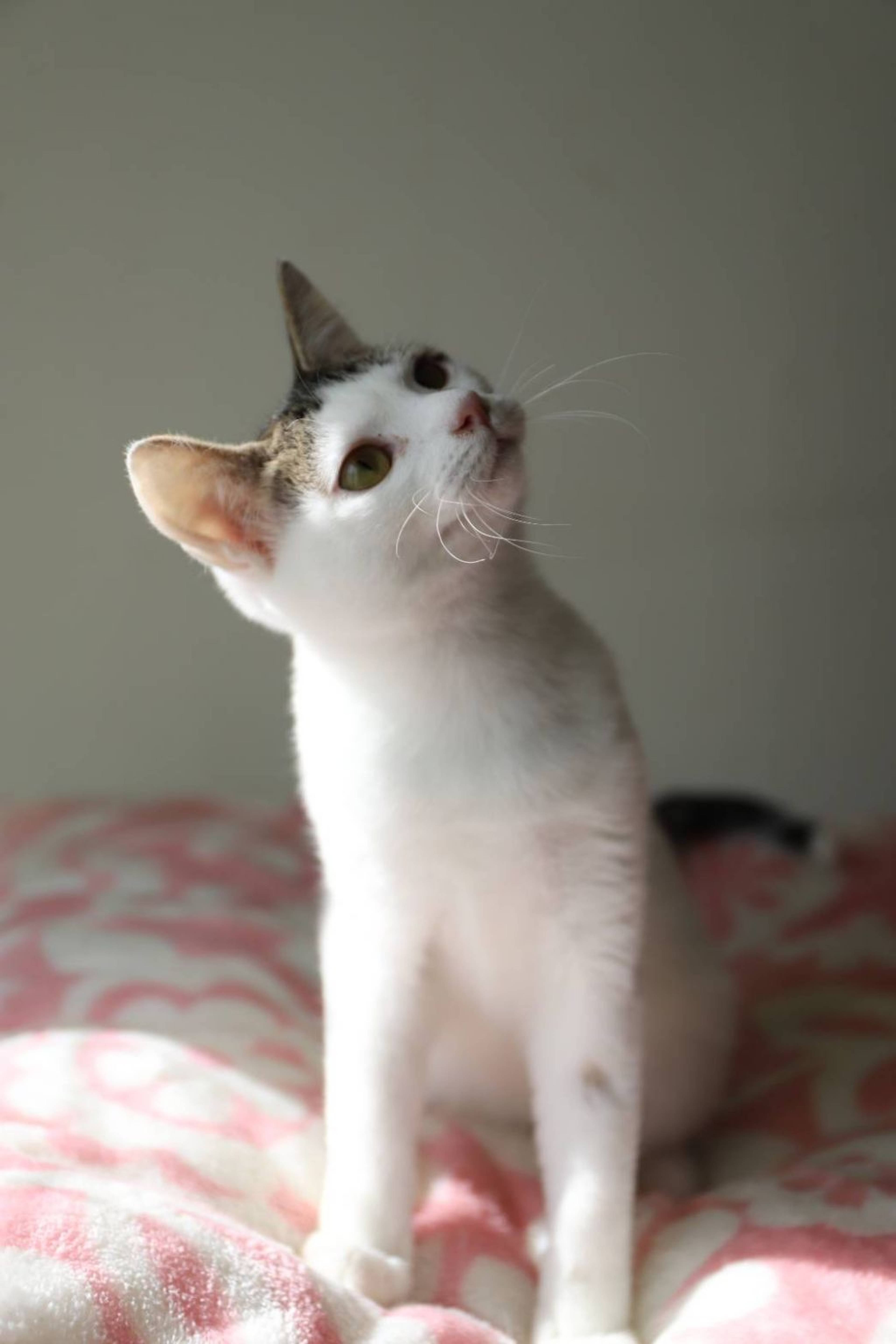 雑種（ミックス猫）・メスの里親募集の写真