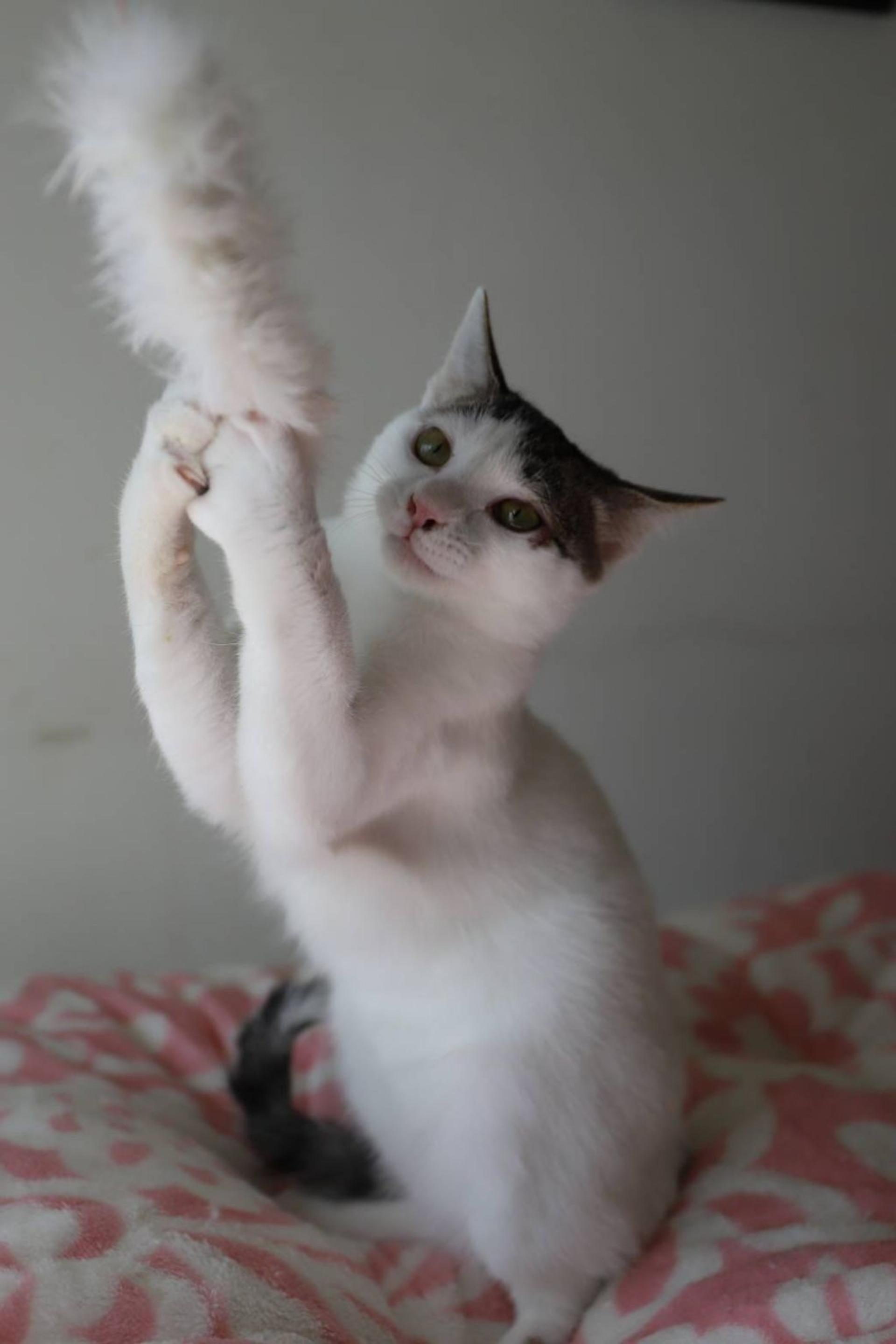 pet-image-4