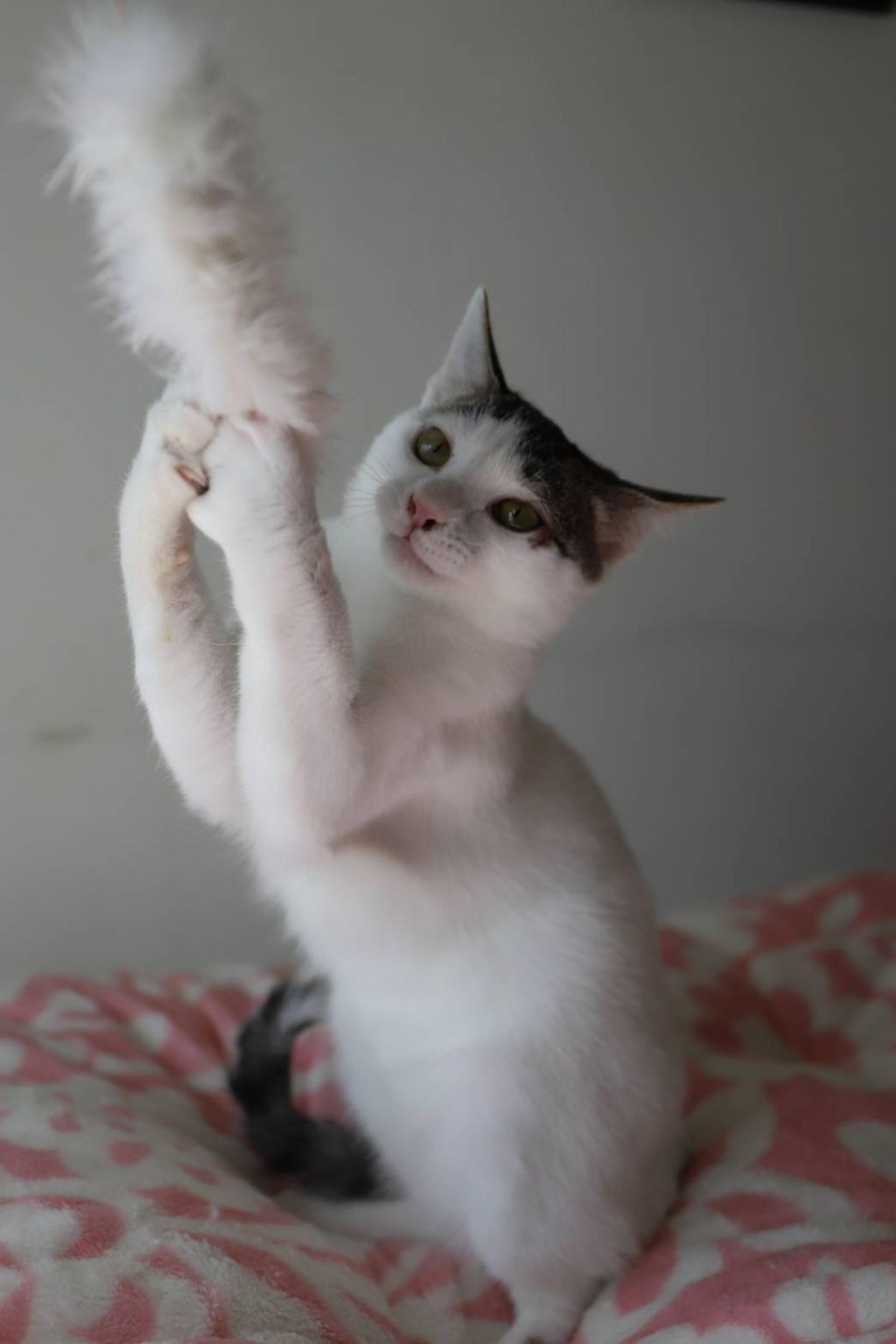 pet-image-4
