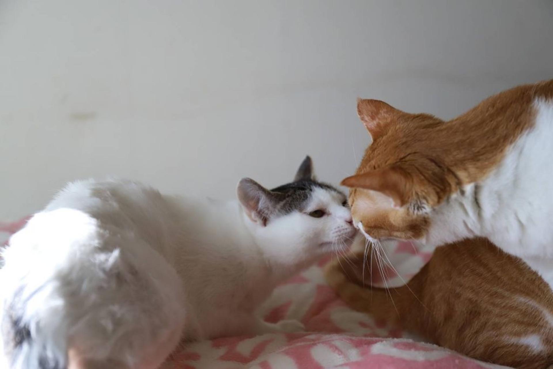pet-image-5