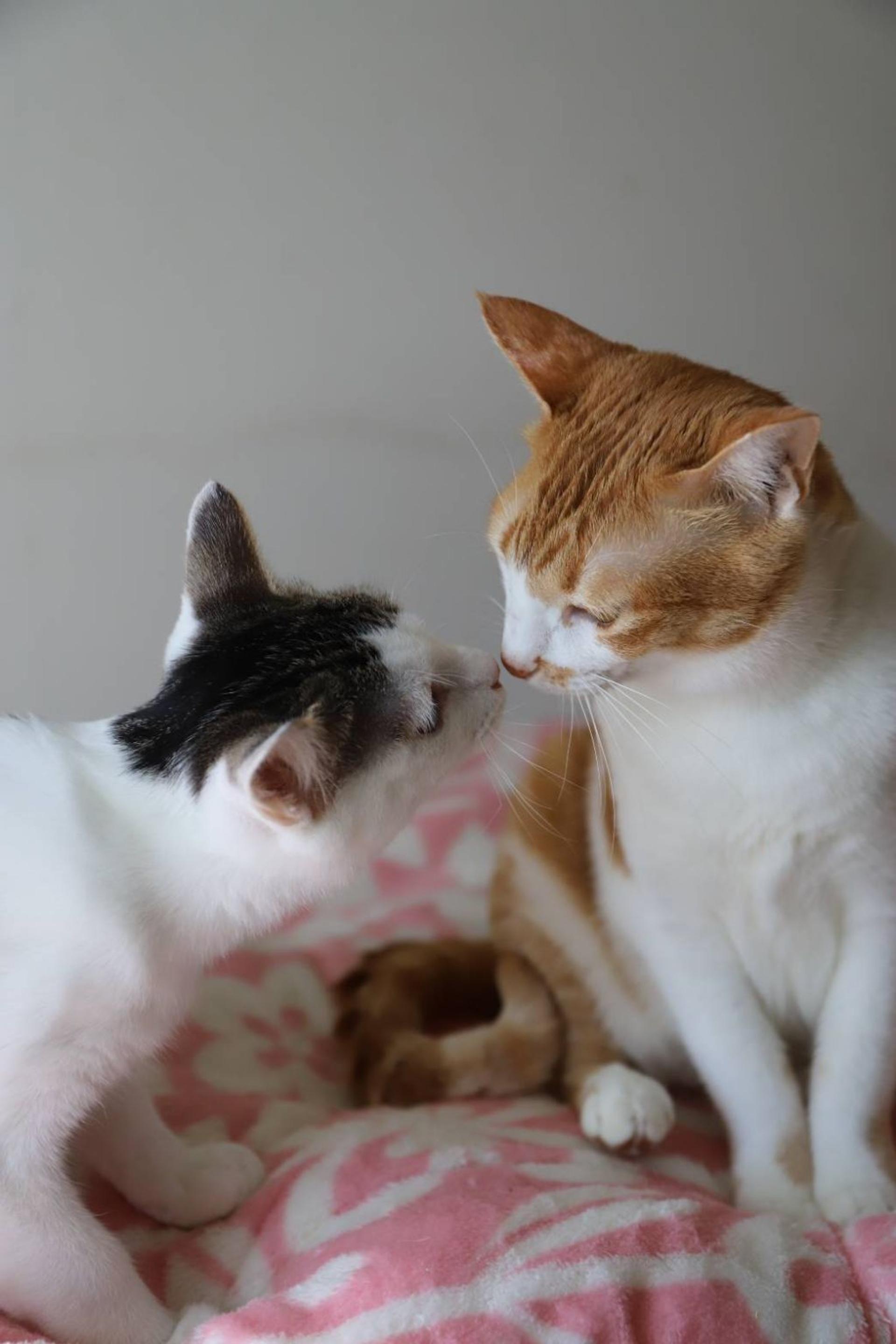 pet-image-6