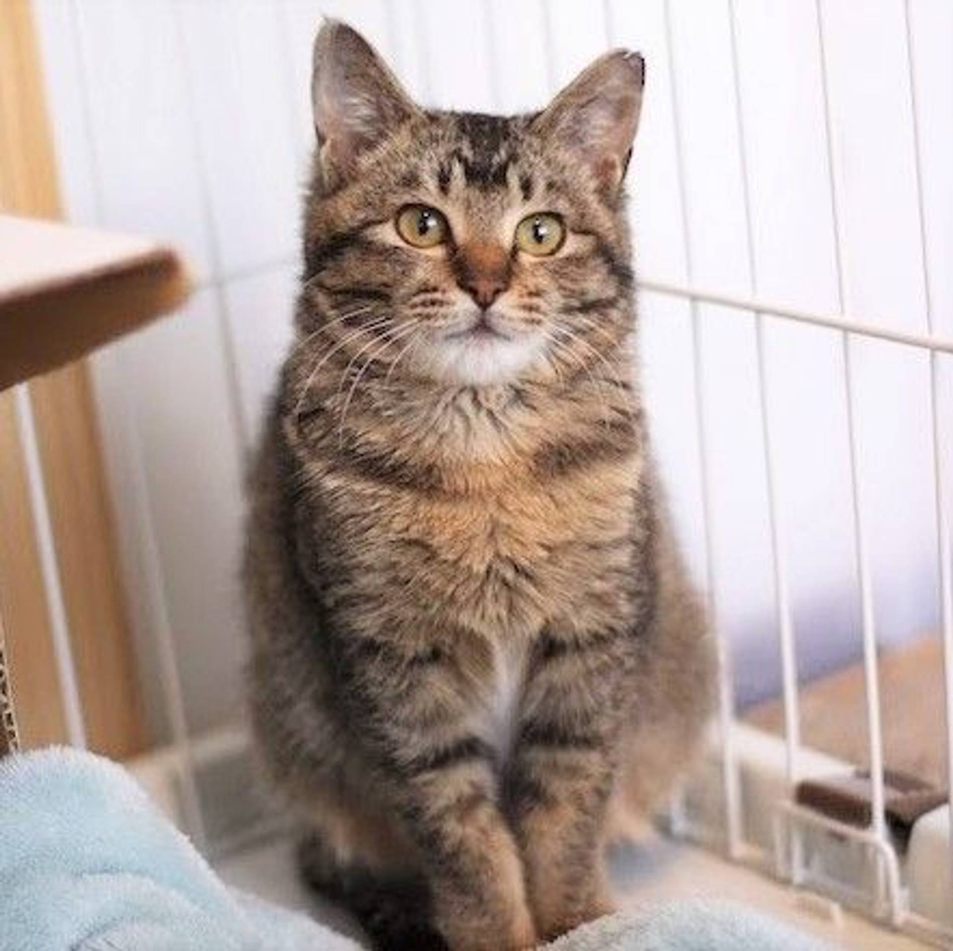 雑種（ミックス猫）・メスの里親募集の写真
