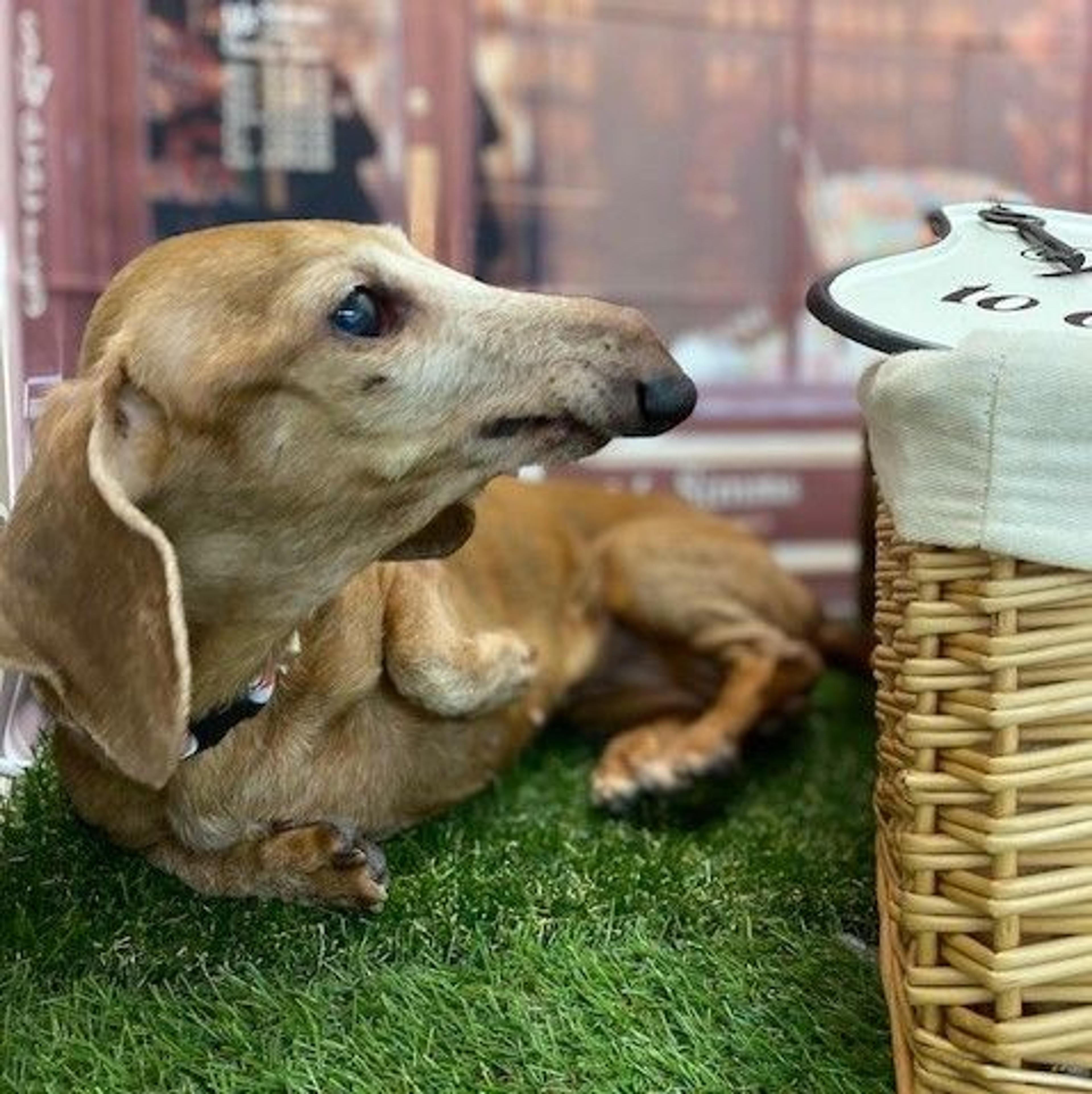 pet-image-5