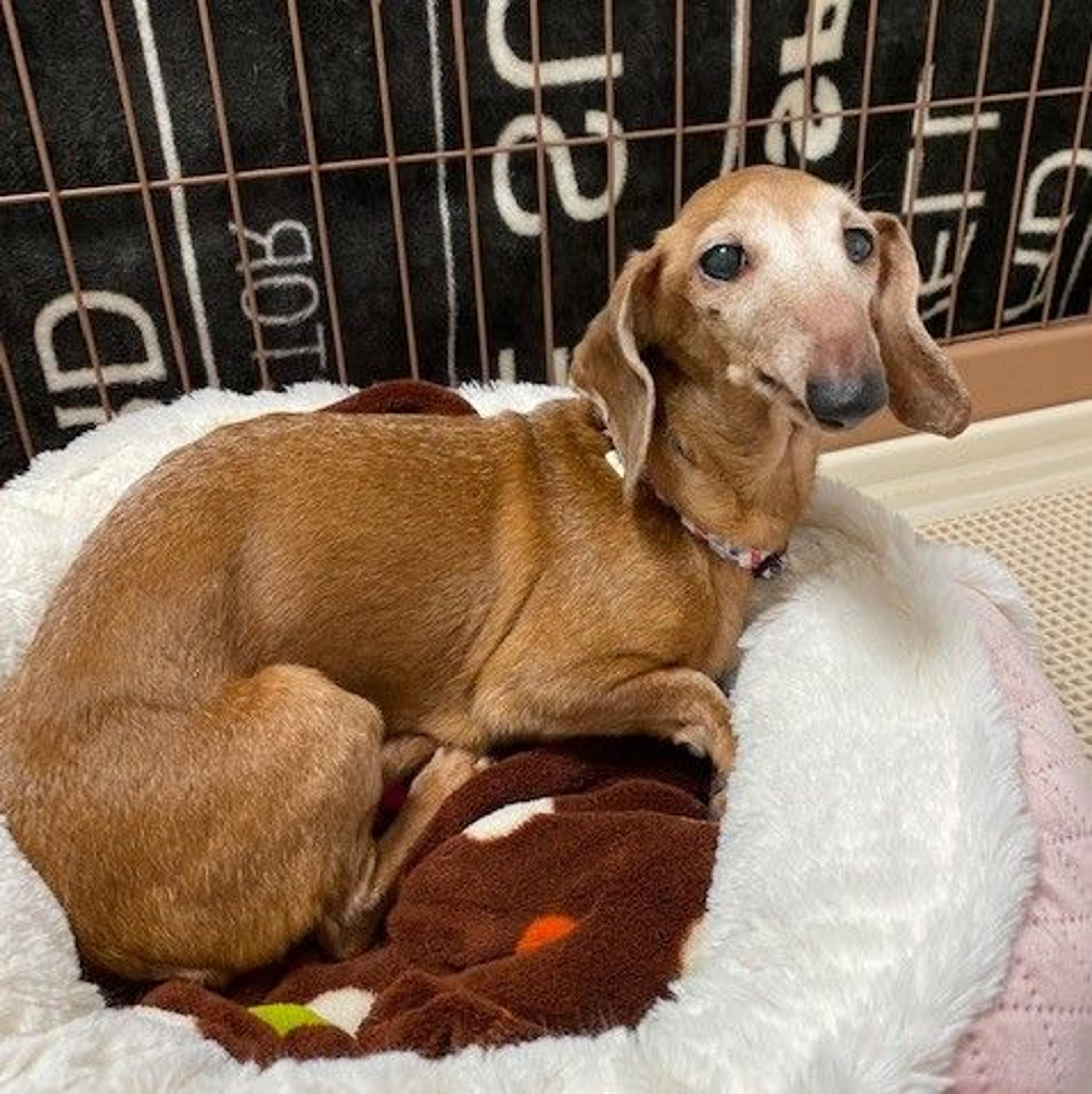 pet-image-7