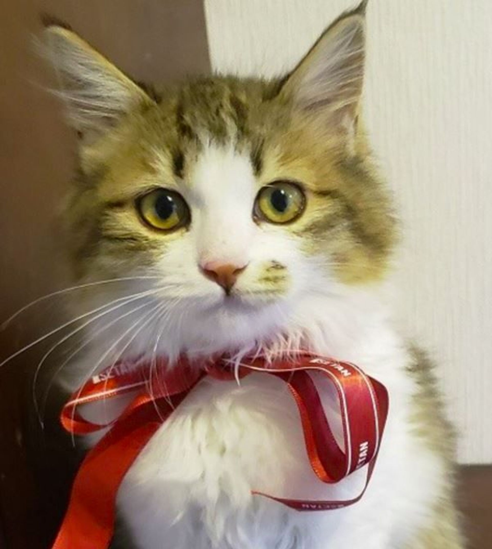 雑種（ミックス猫）・メスの里親募集の写真