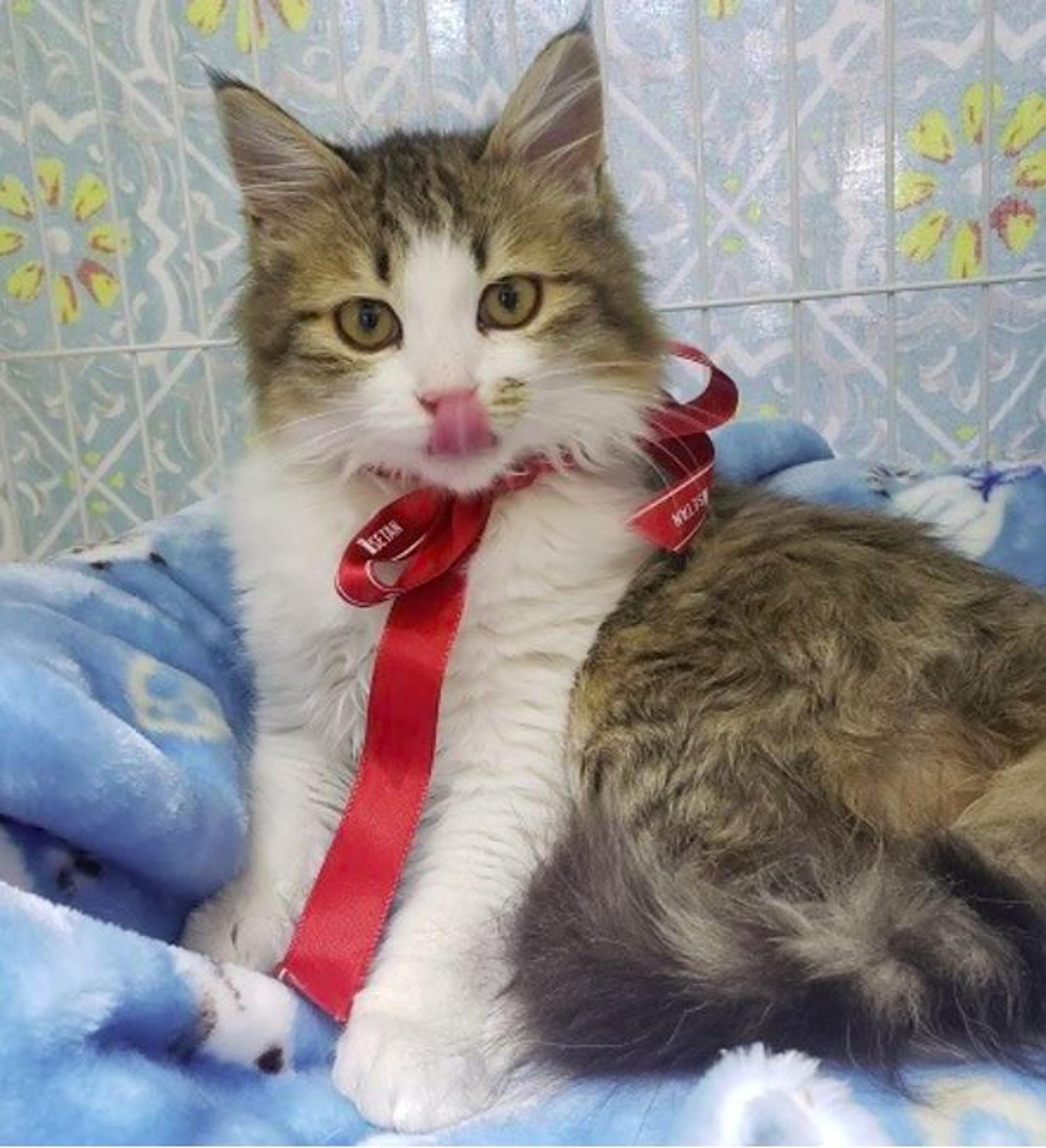 pet-image-2