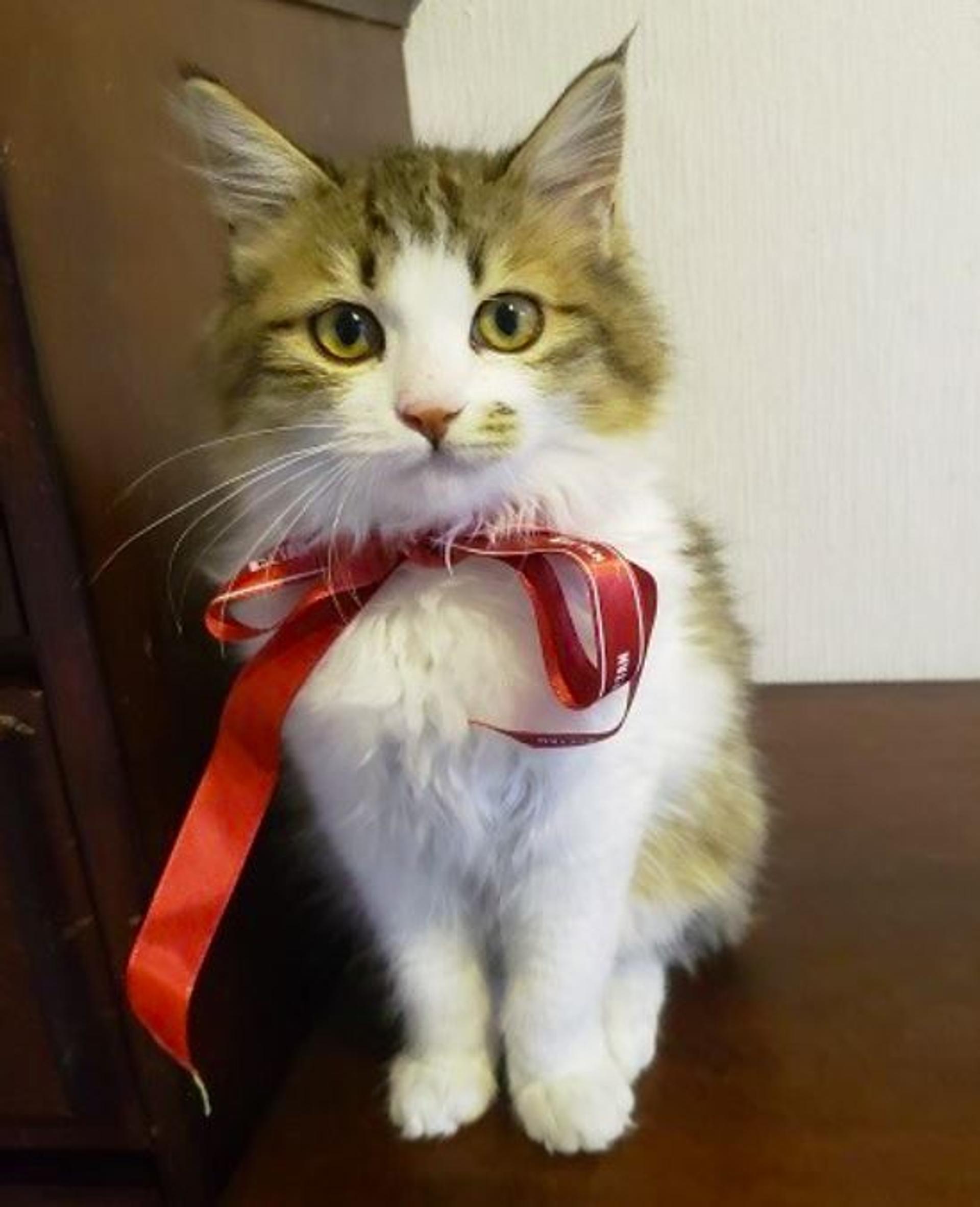 pet-image-3