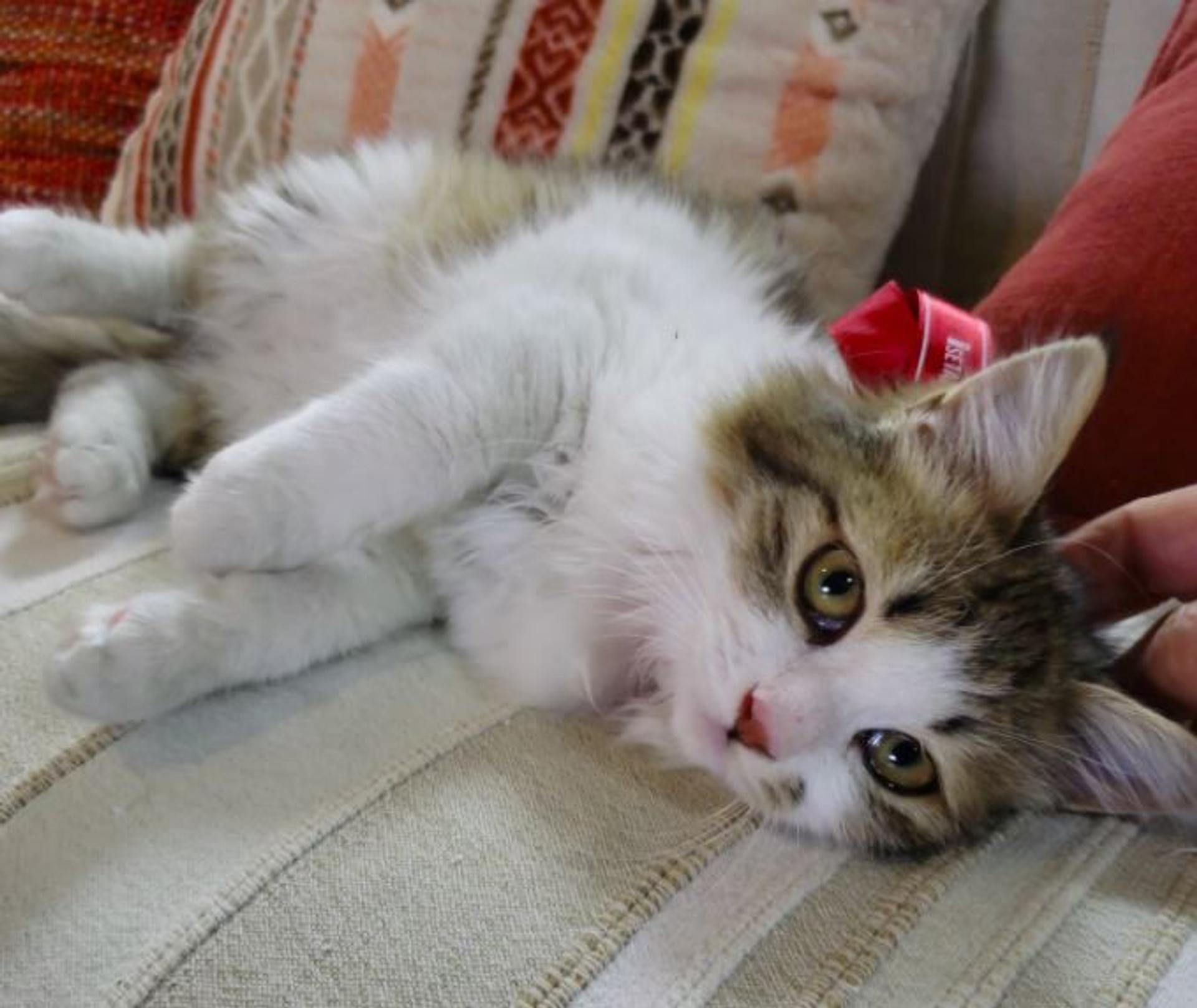 pet-image-4
