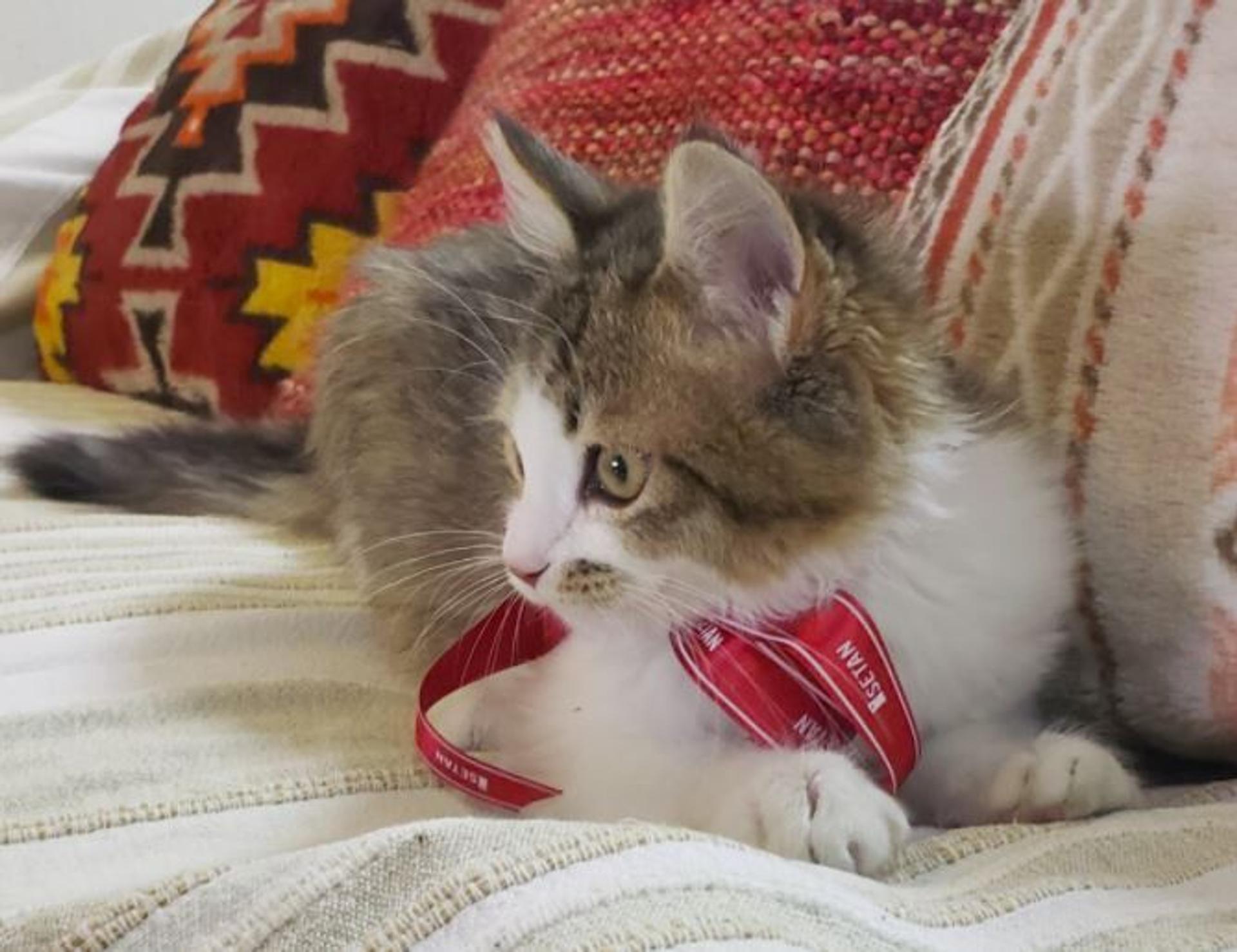 pet-image-5
