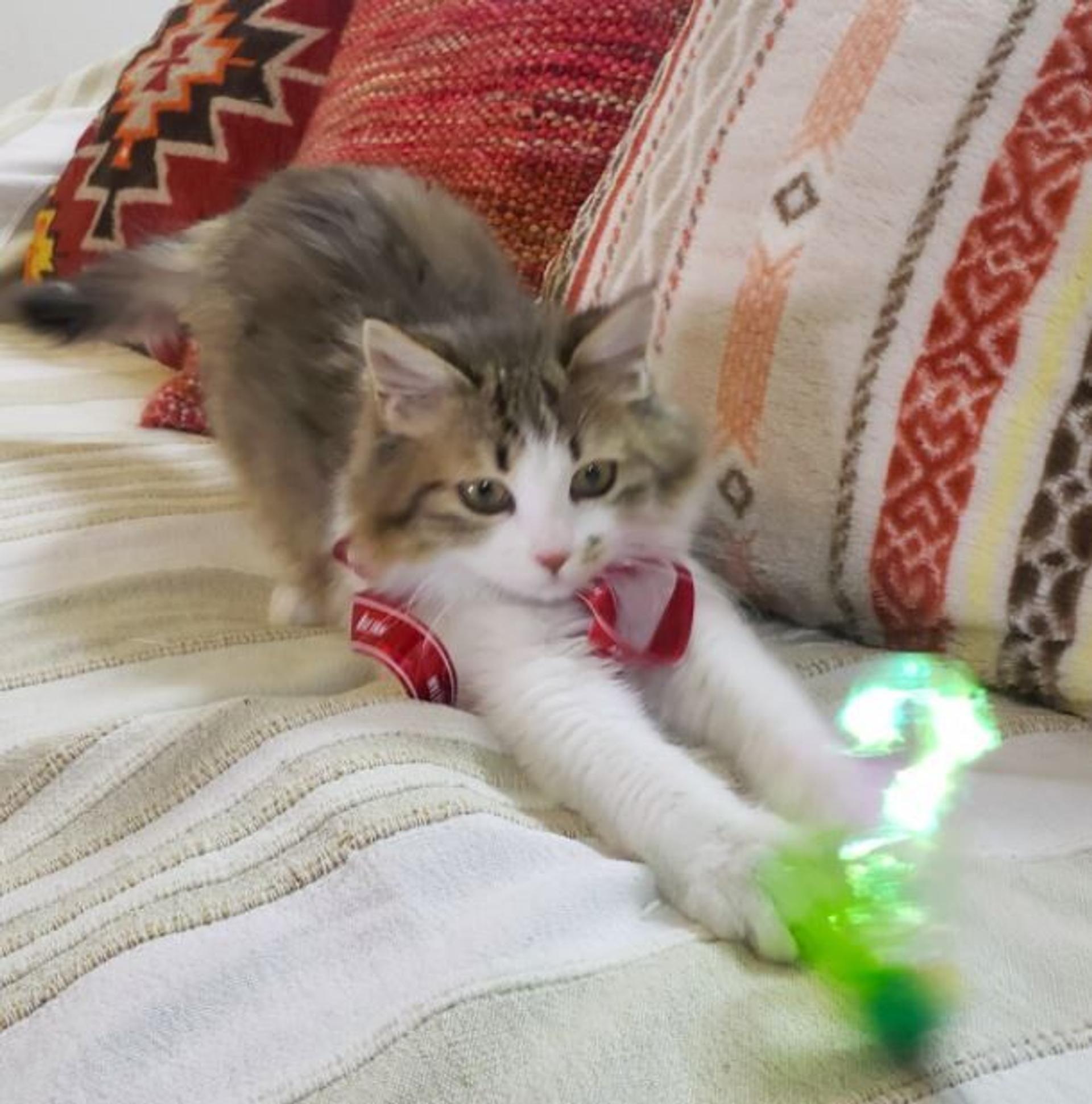 pet-image-6