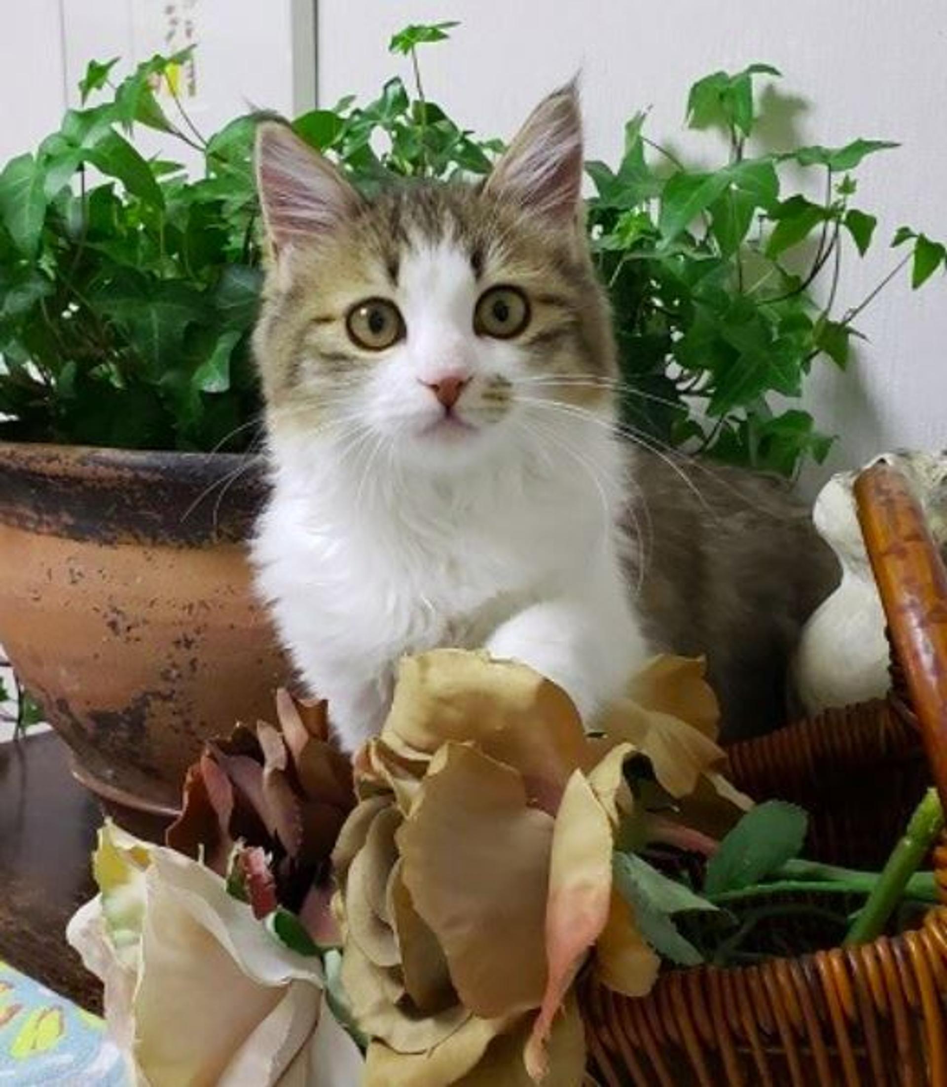 pet-image-7