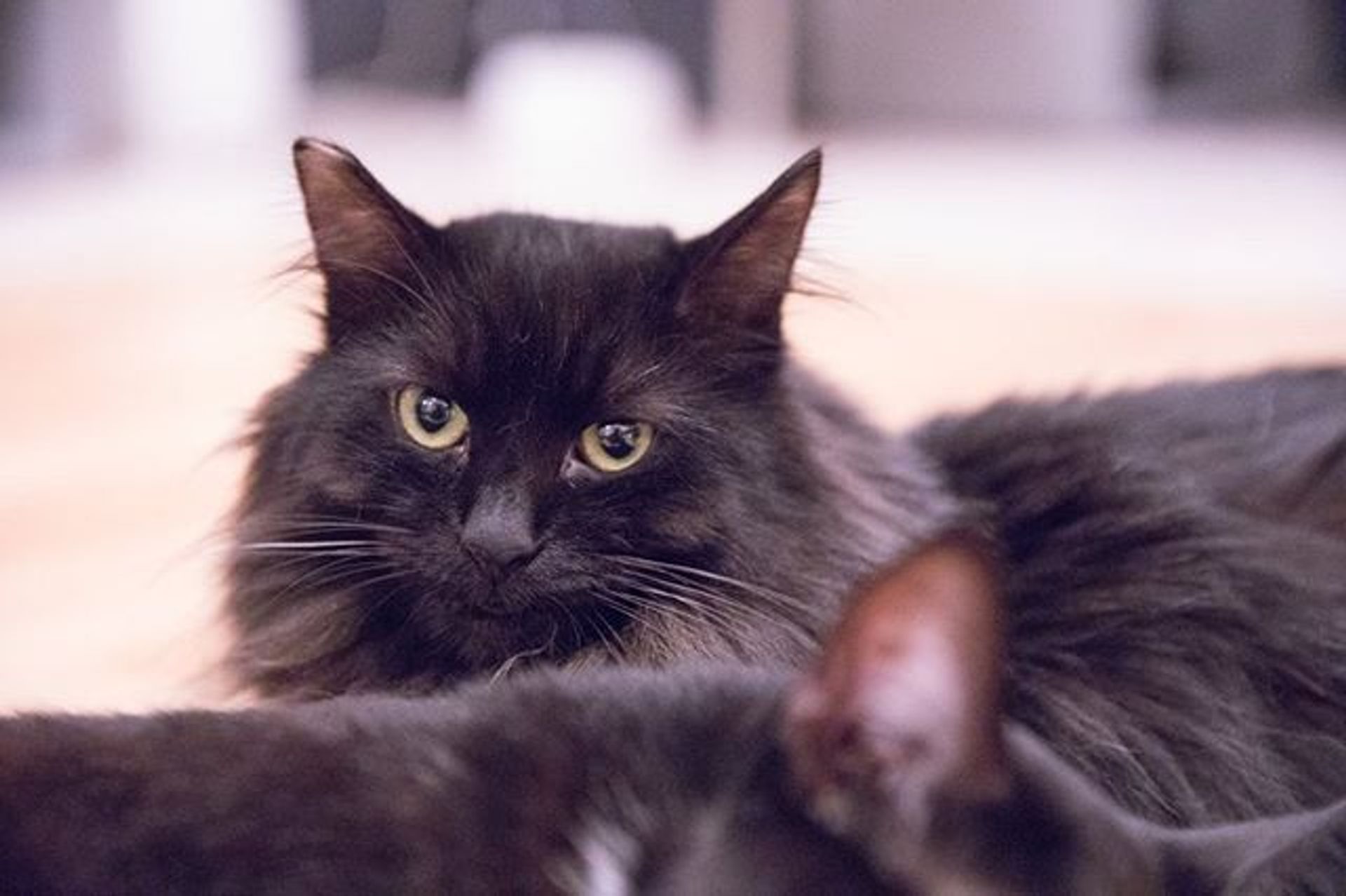 雑種（ミックス猫）・オスの里親募集の写真