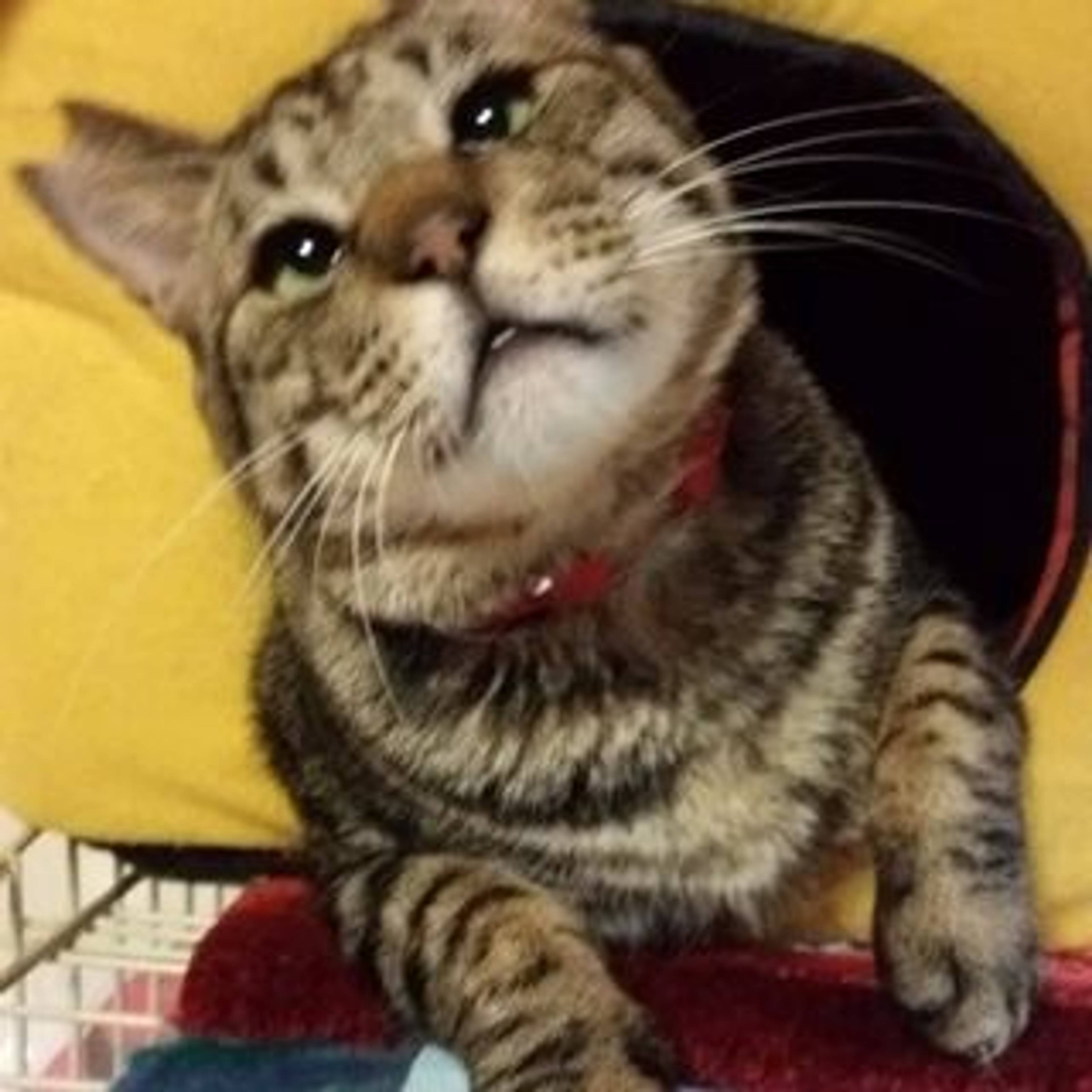 雑種（ミックス猫）・オスの里親募集の写真