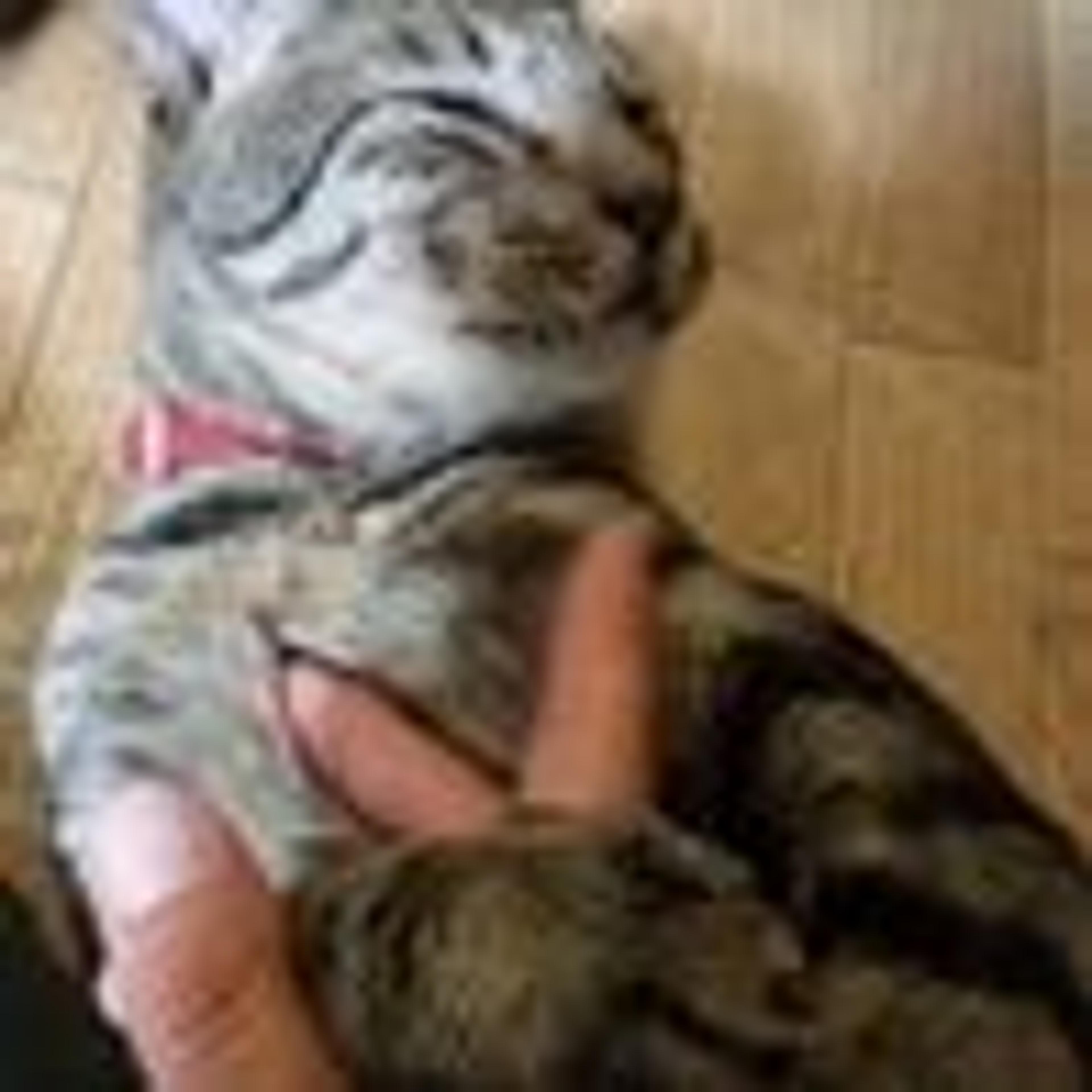 pet-image-2
