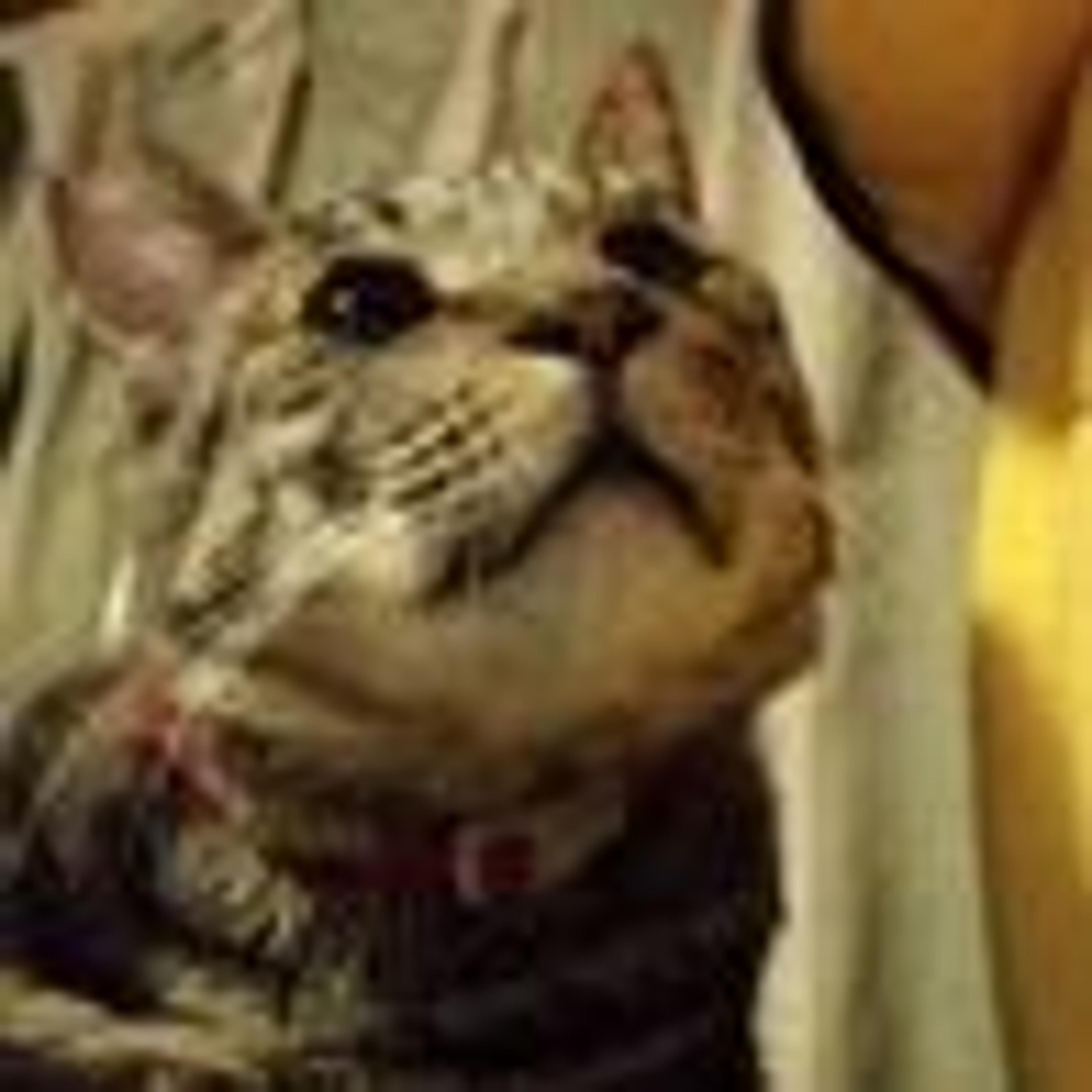 pet-image-3