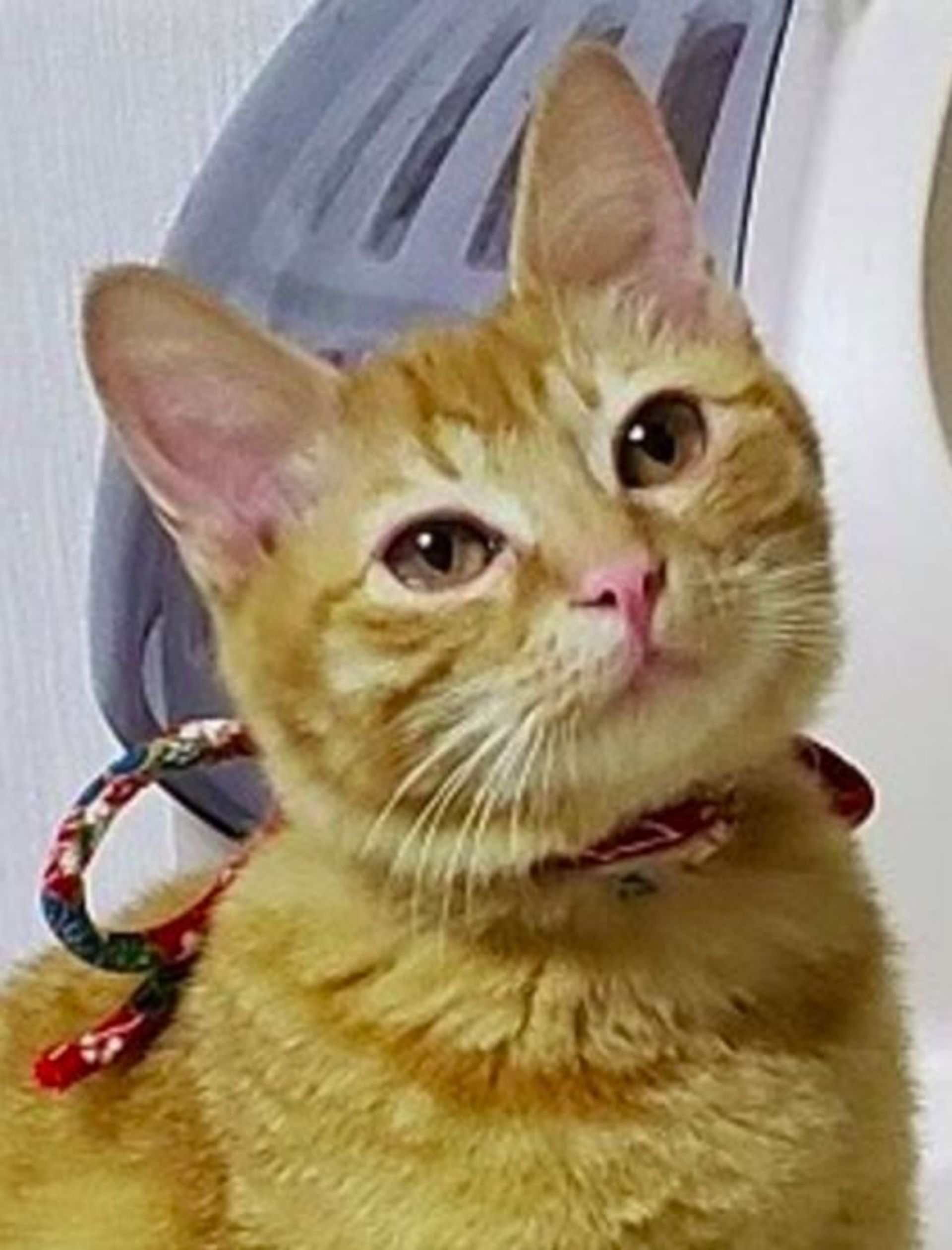 雑種（ミックス猫）・オスの里親募集の写真
