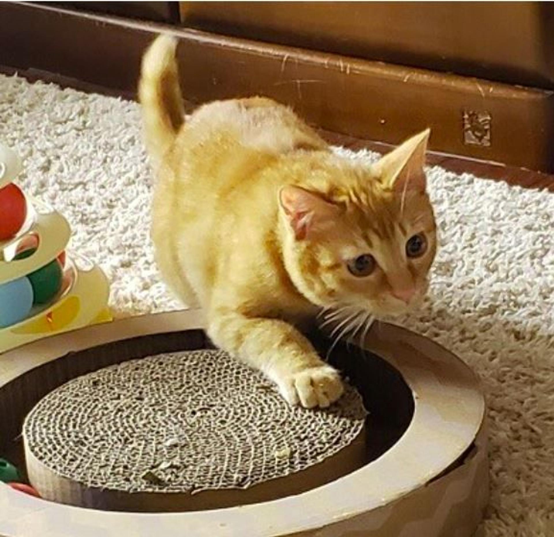 pet-image-3