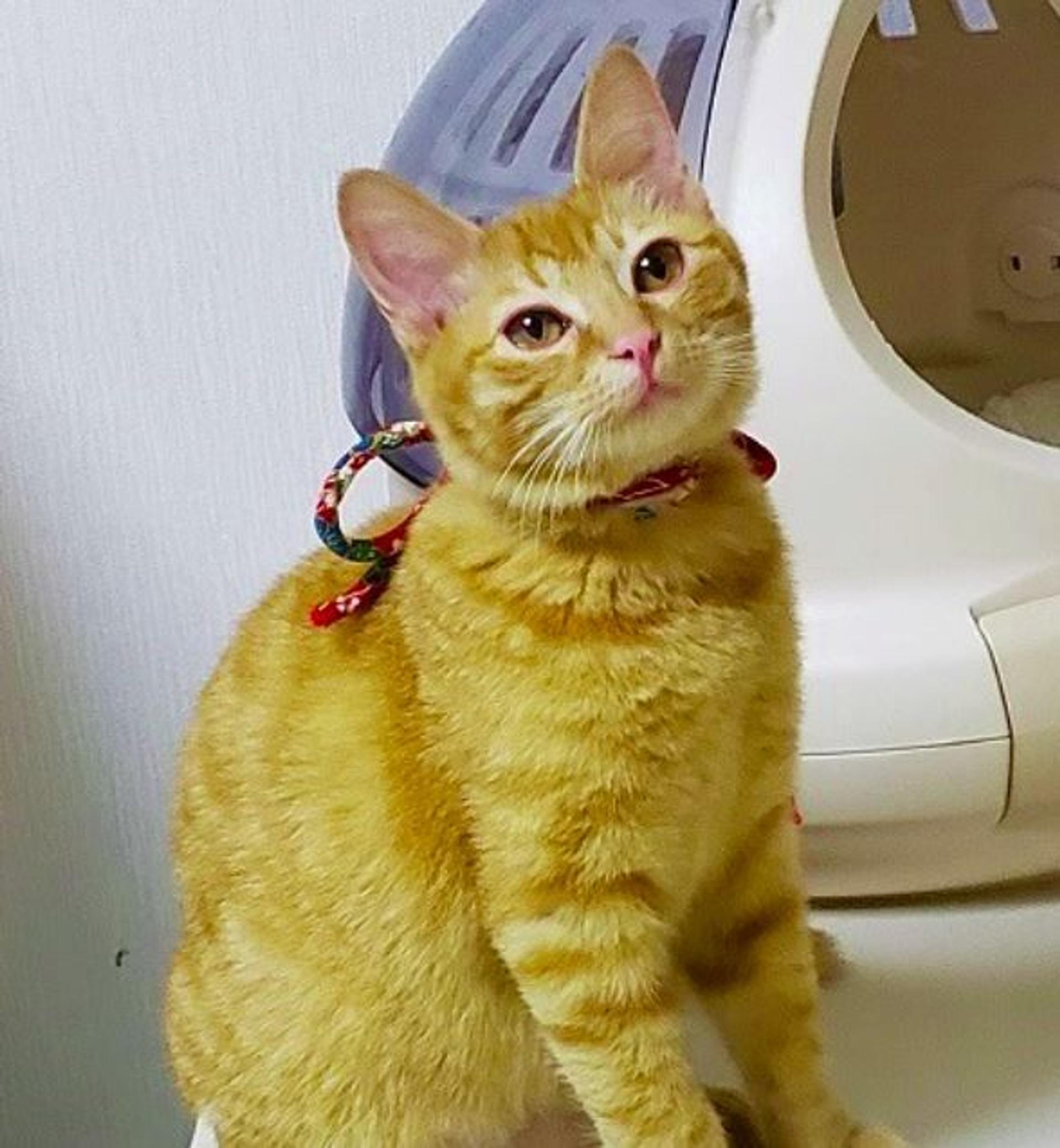 pet-image-5
