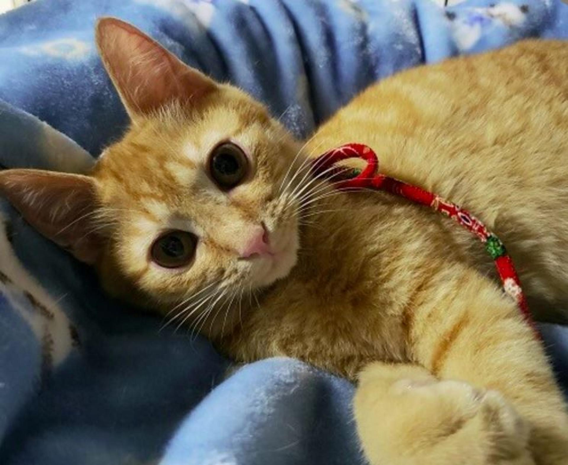 pet-image-7