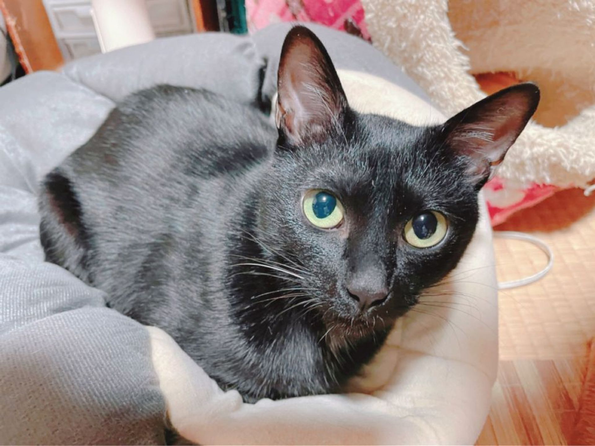 雑種（ミックス猫）・メスの里親募集の写真