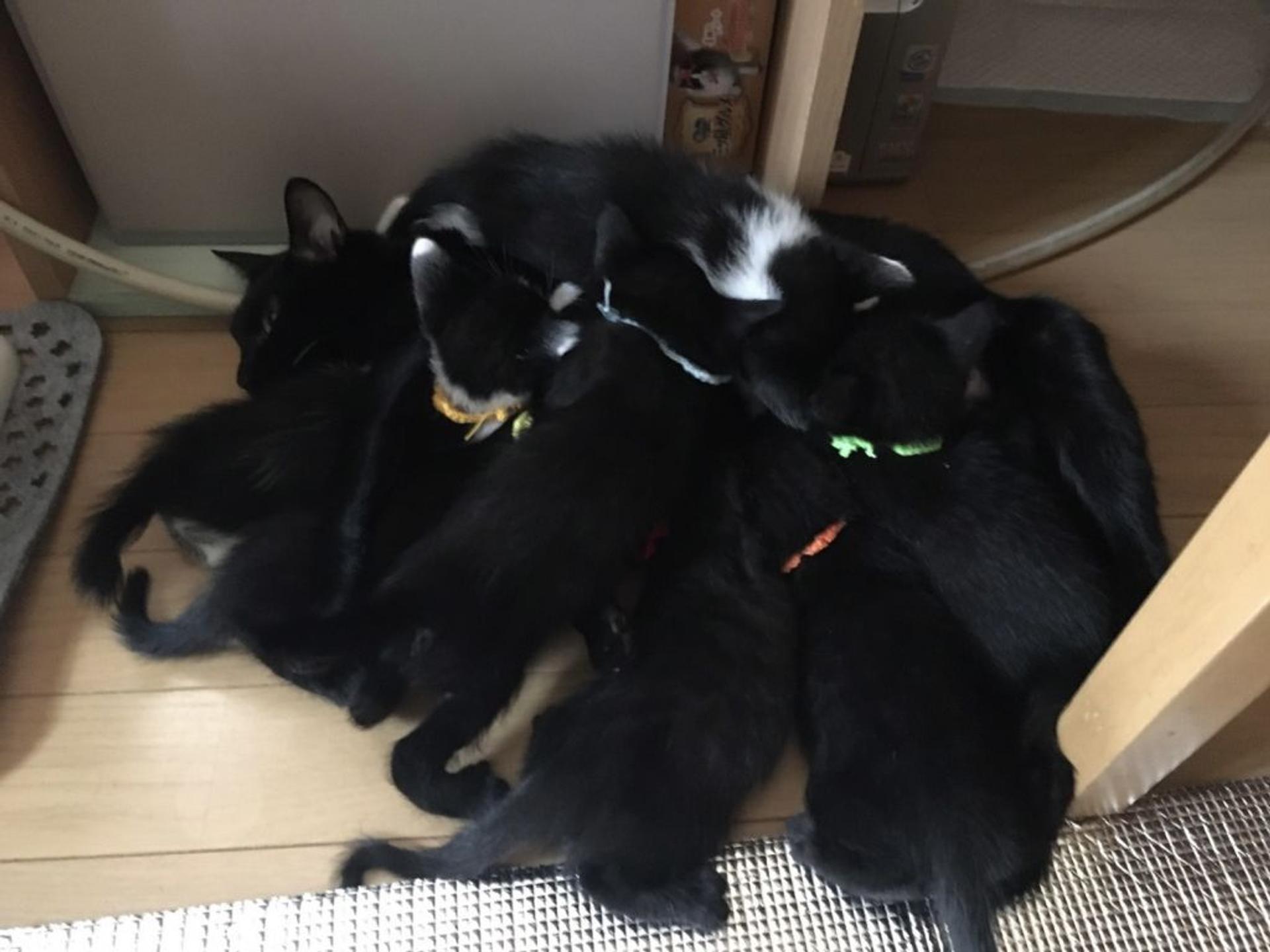 pet-image-3
