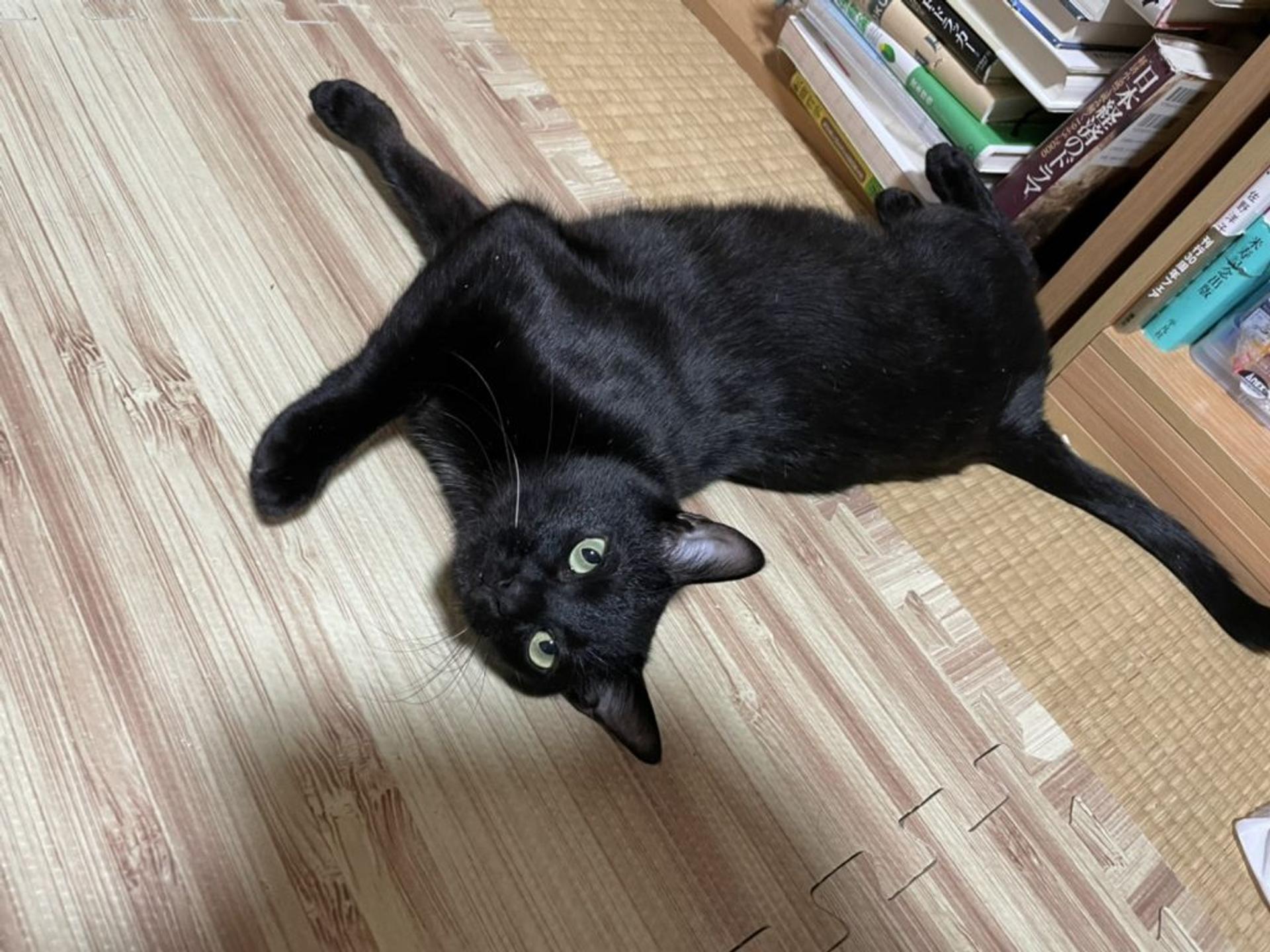 pet-image-4