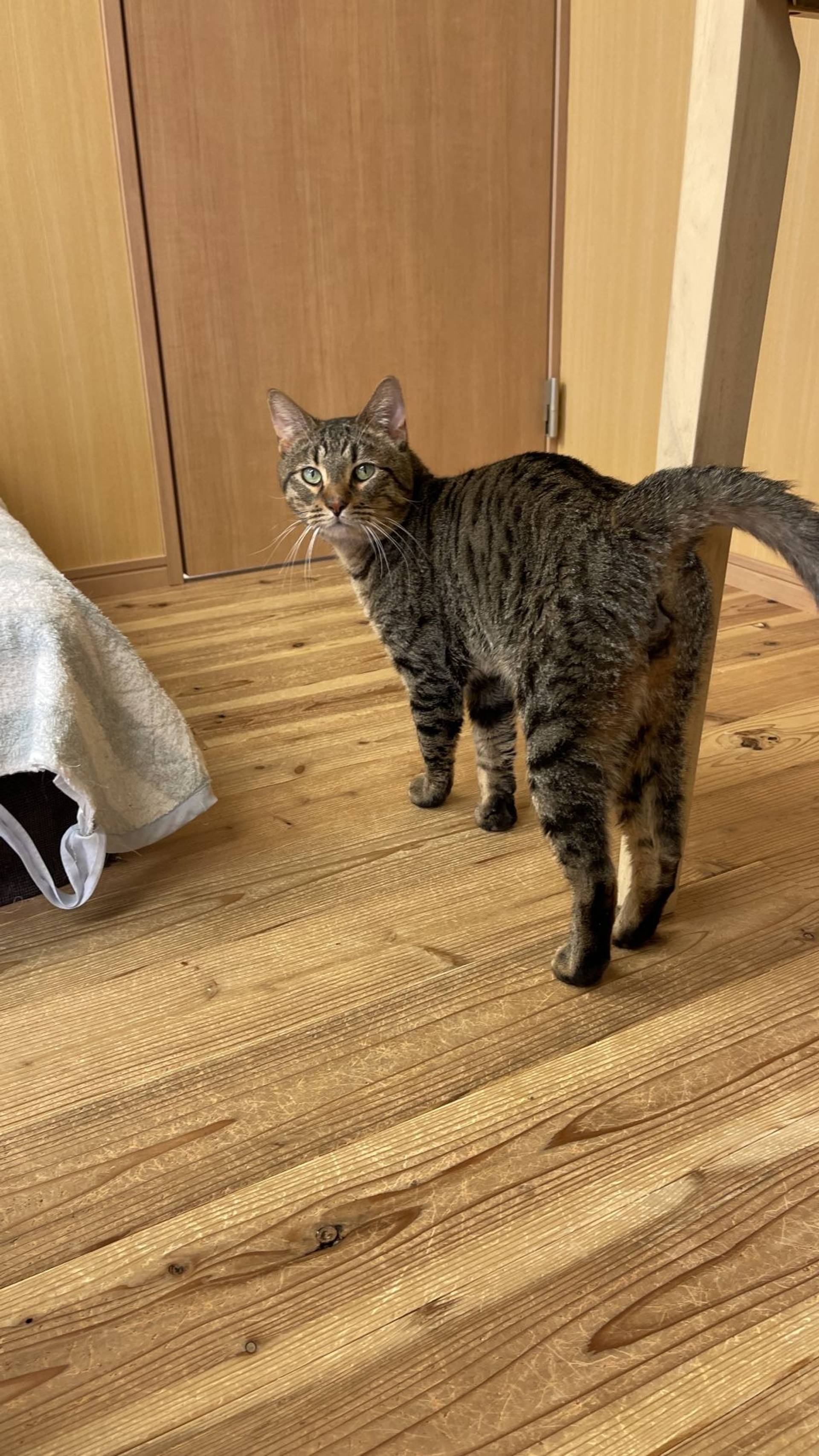 雑種（ミックス猫）・オスの里親募集の写真