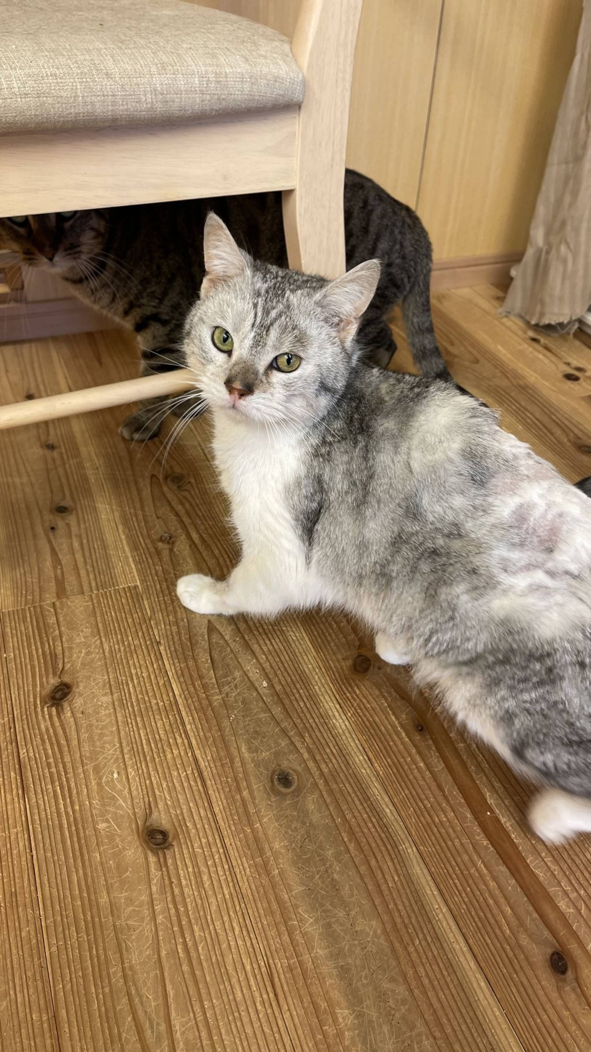 雑種（ミックス猫）・オスの里親募集の写真