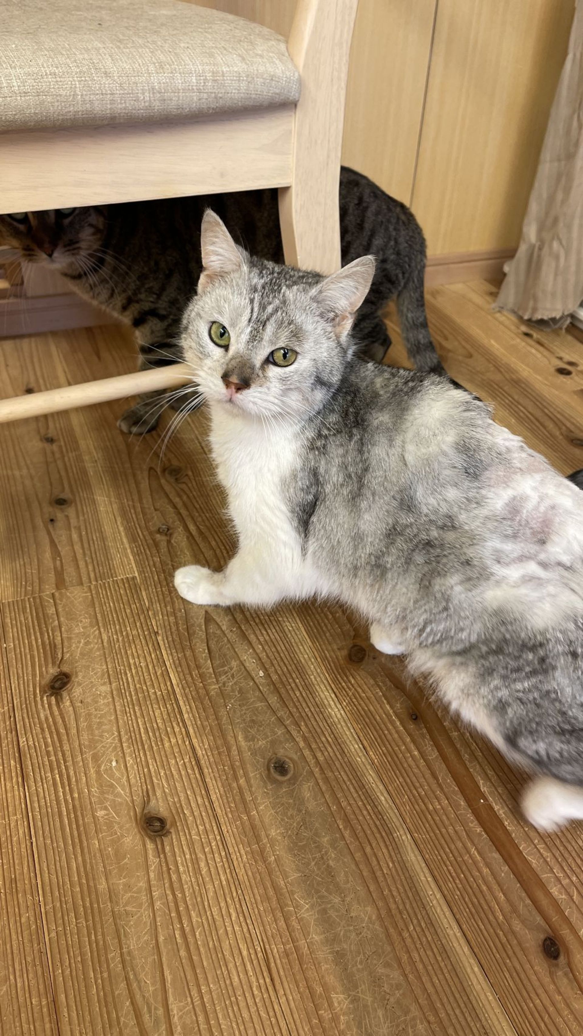 雑種（ミックス猫）・オスの里親募集の写真