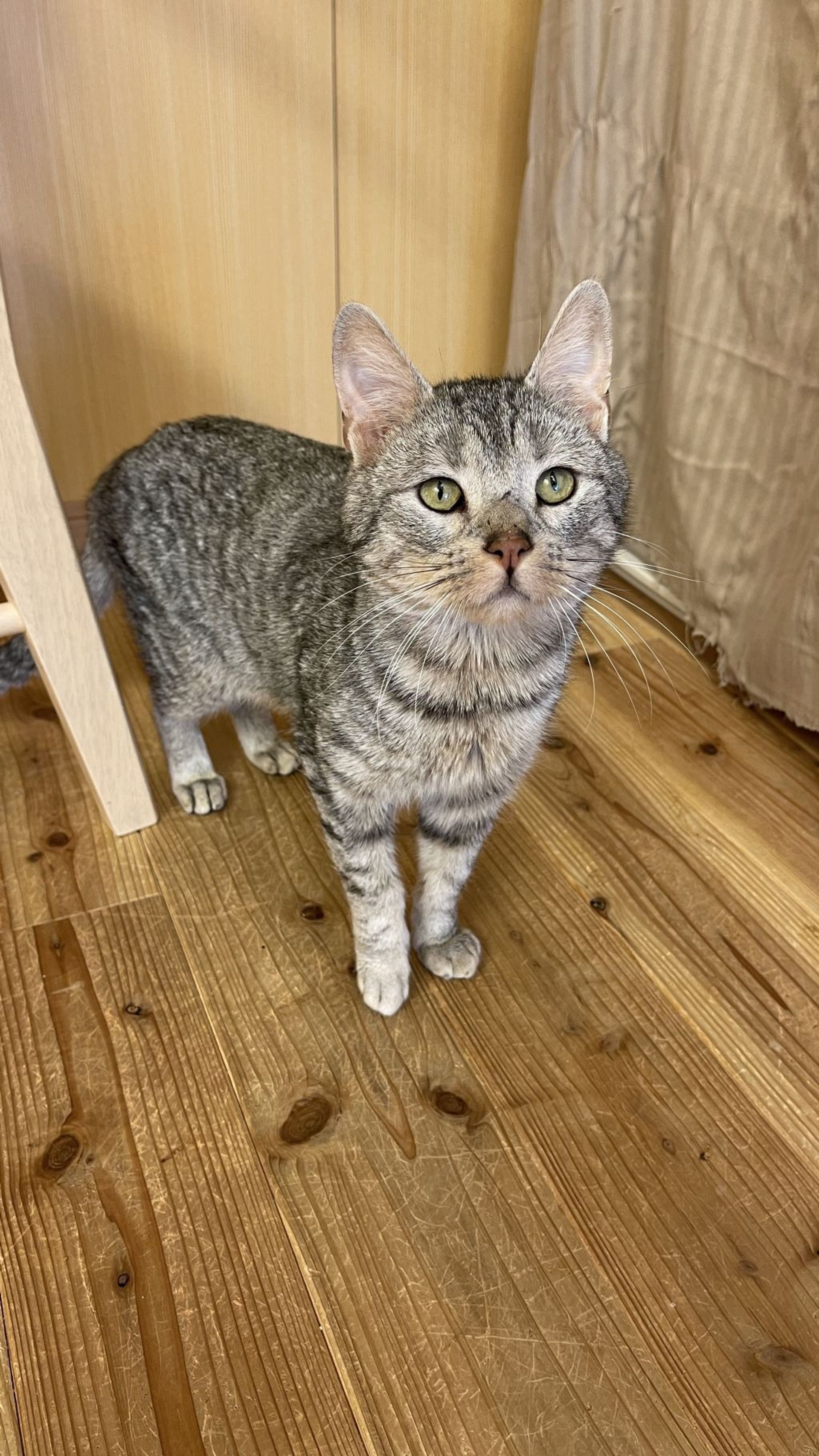 雑種（ミックス猫）・オスの里親募集の写真