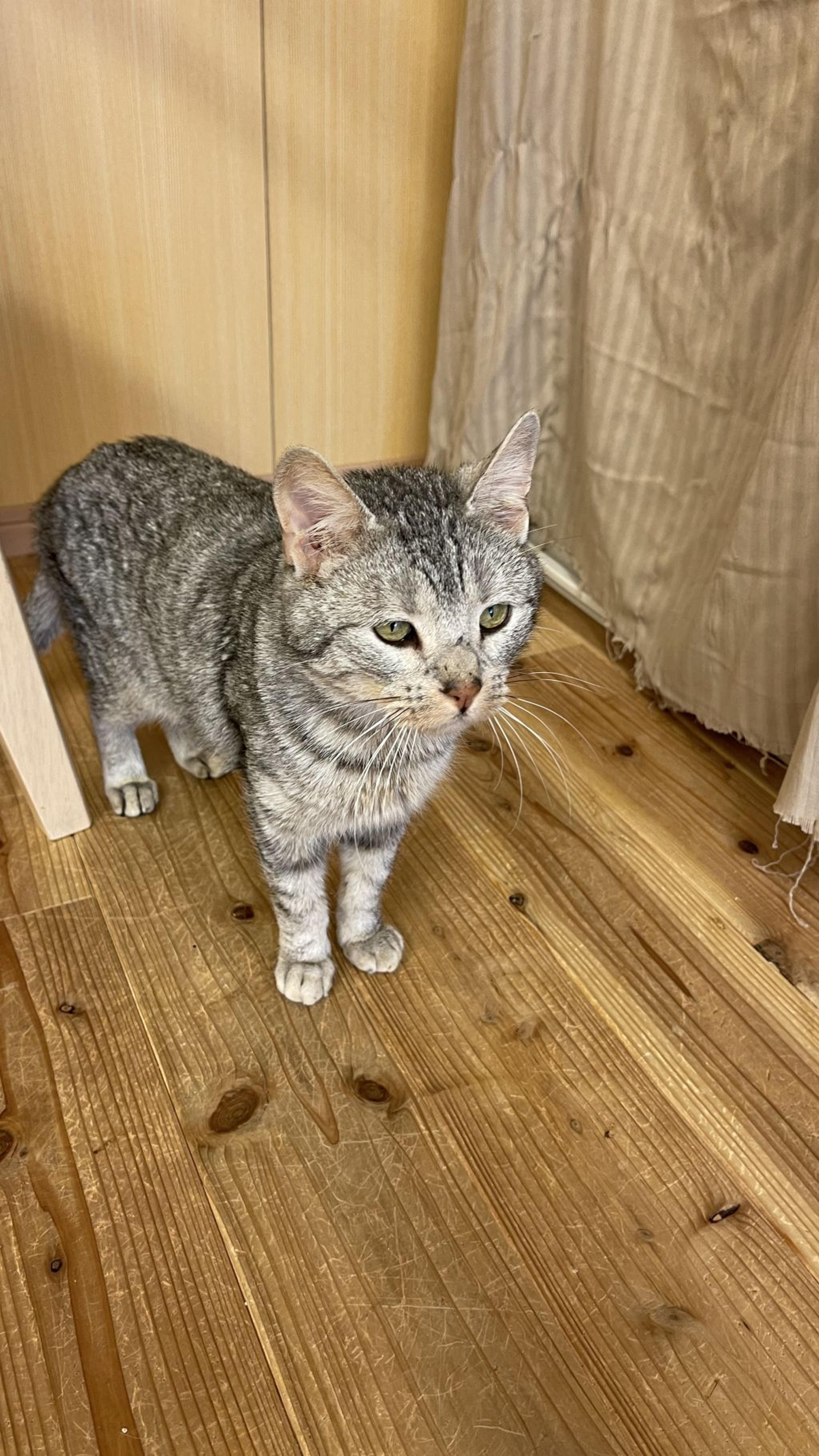 pet-image-2