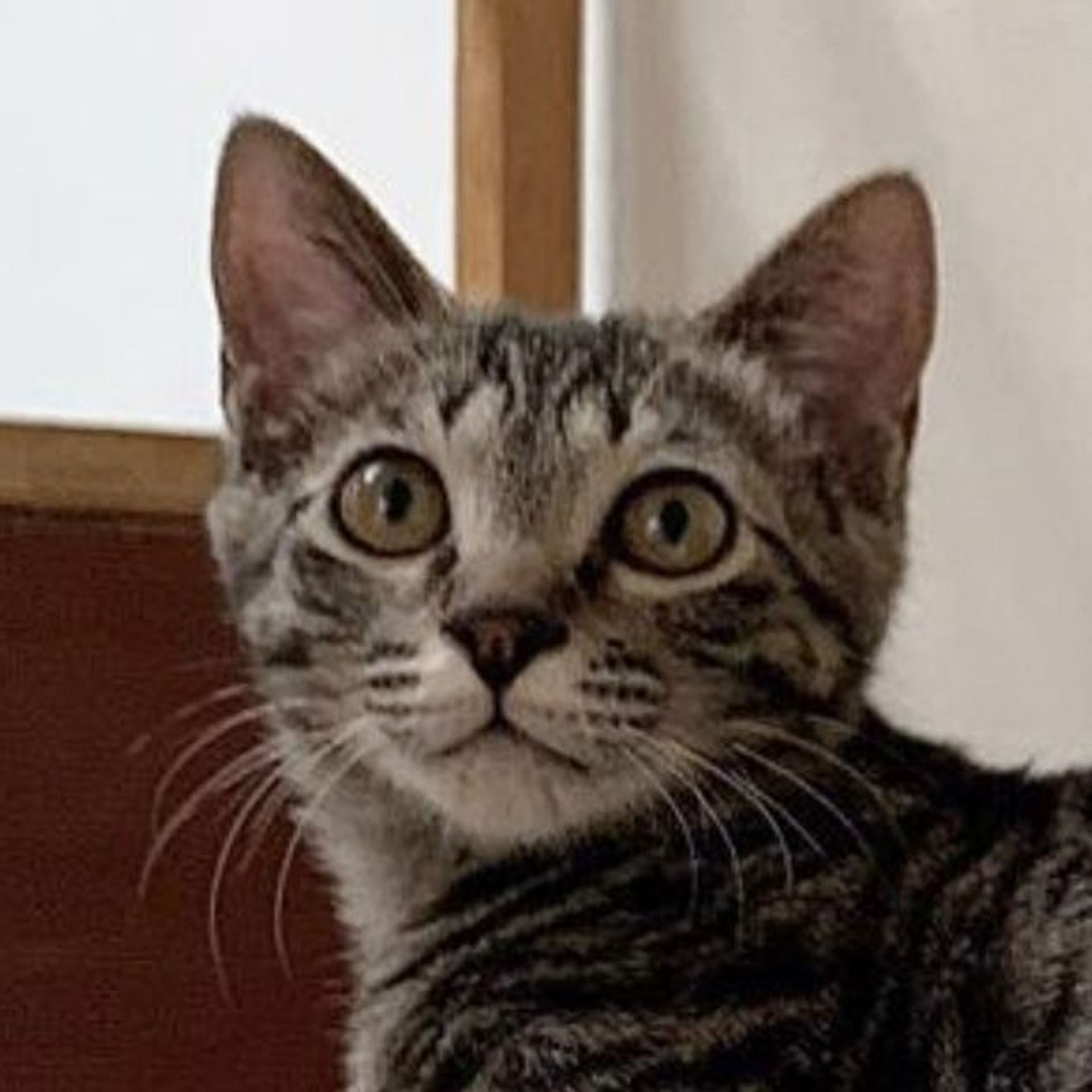 雑種（ミックス猫）・オスの里親募集の写真