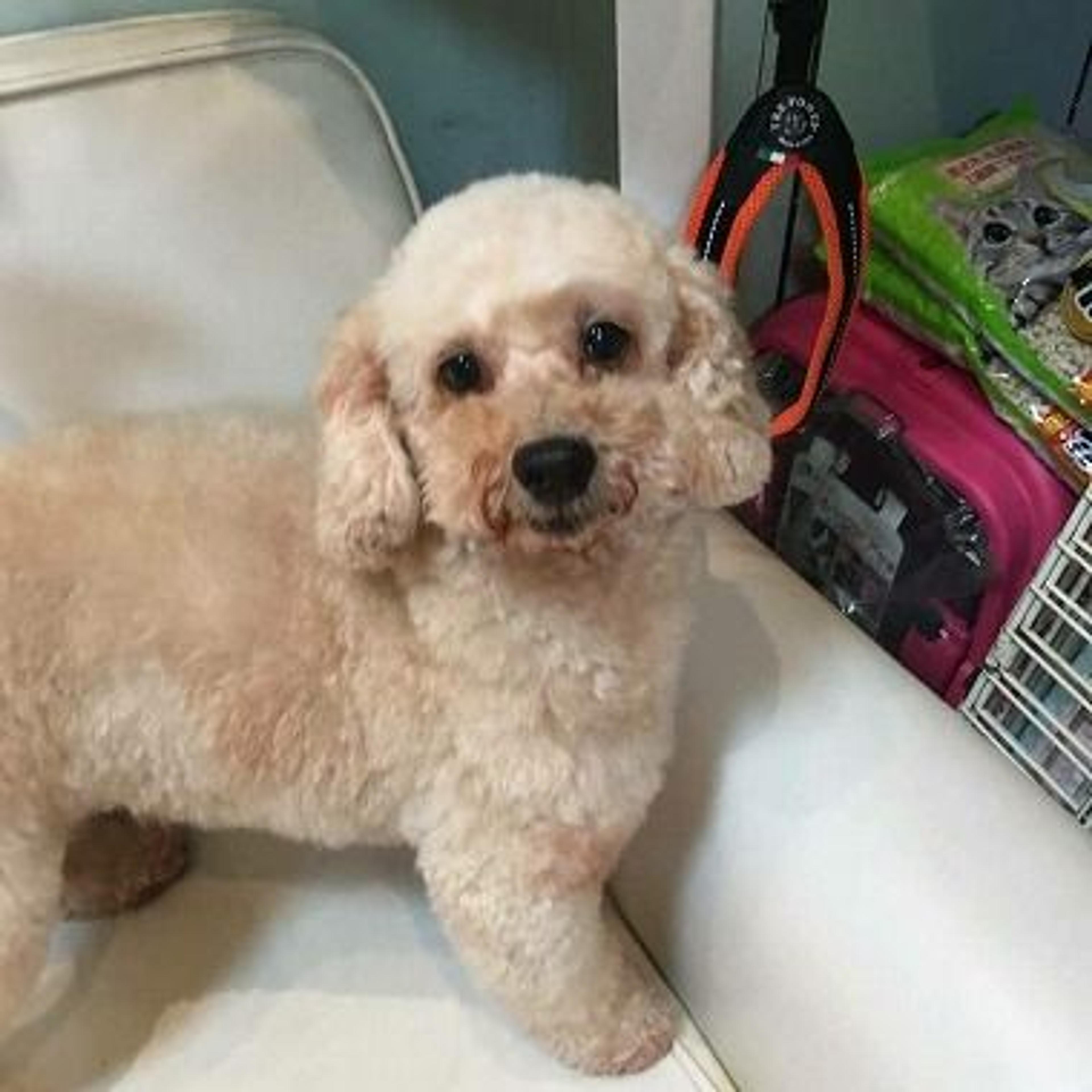 pet-image-2