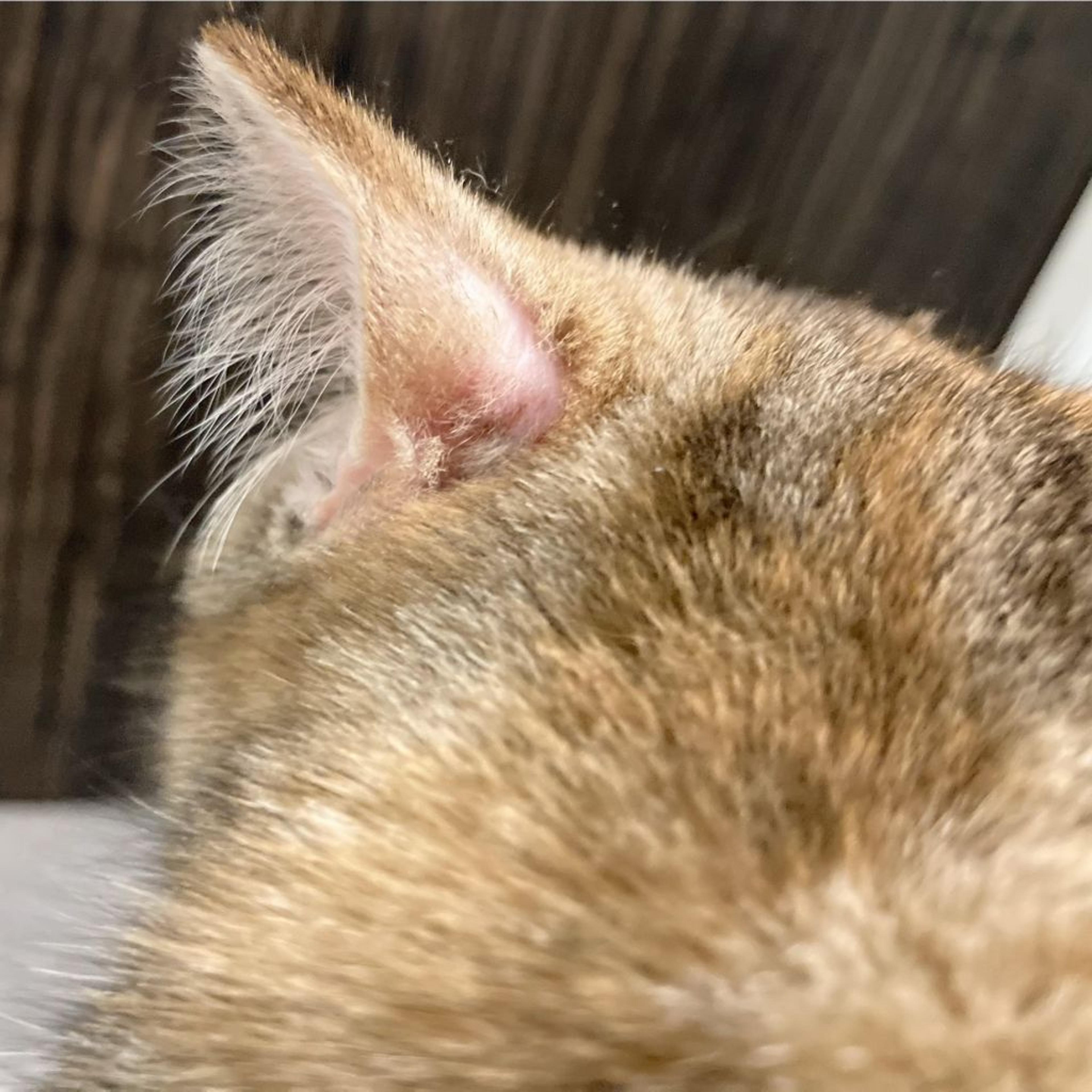 pet-image-4